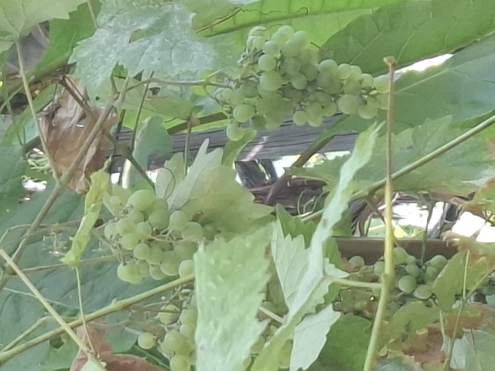 The image shows a close-up view of green grapes growing on a vine amidst lush green leaves. The grapes are clustered together, some appearing more ripe than others. The background is blurred, but hints of wooden structures suggest an outdoor setting, possibly a garden or vineyard. The lighting is diffused, indicating it might be an overcast day or a shaded area. There are no people visible in the image. The scene is natural and tranquil, capturing a moment in the growth cycle of the grapevines. The location in Almaty, Kazakhstan, is not discernible from the visual elements in the photograph.