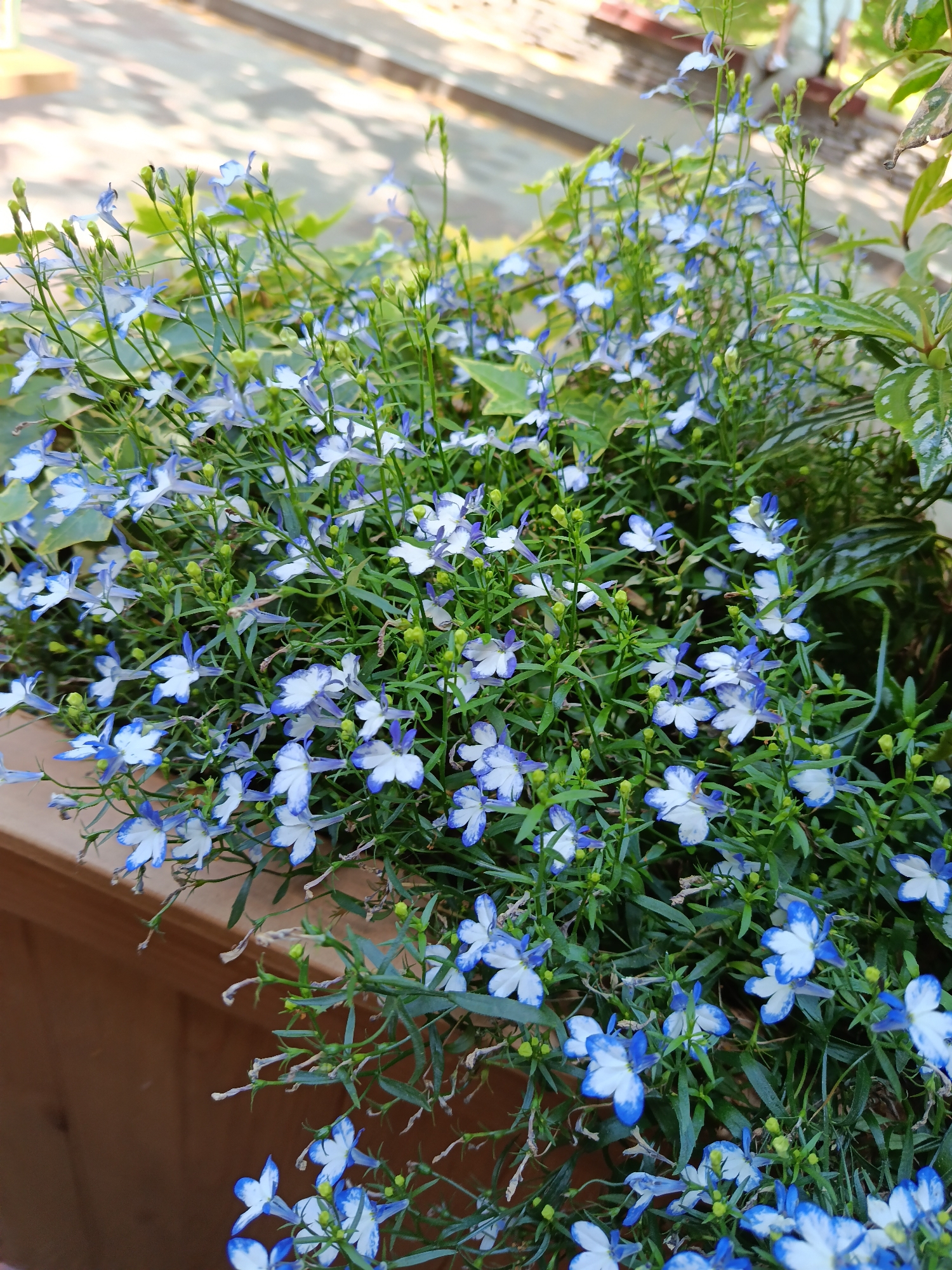 A medium shot captures a dense cluster of vibrant blue and white lobelia flowers in a planter. The flowers, with their delicate petals, are predominantly blue around the edges and white in the center, with some buds showing as small green spheres. The stems are thin and green, intermingled with small green leaves. The planter appears to be made of wood with a warm, light brown finish. In the background, out of focus, a paved walkway with dappled sunlight suggests an outdoor setting during the daytime. The lighting indicates it could be a sunny day. There are no people, visible text, or specific events depicted. The scene evokes a sense of natural beauty and tranquility.