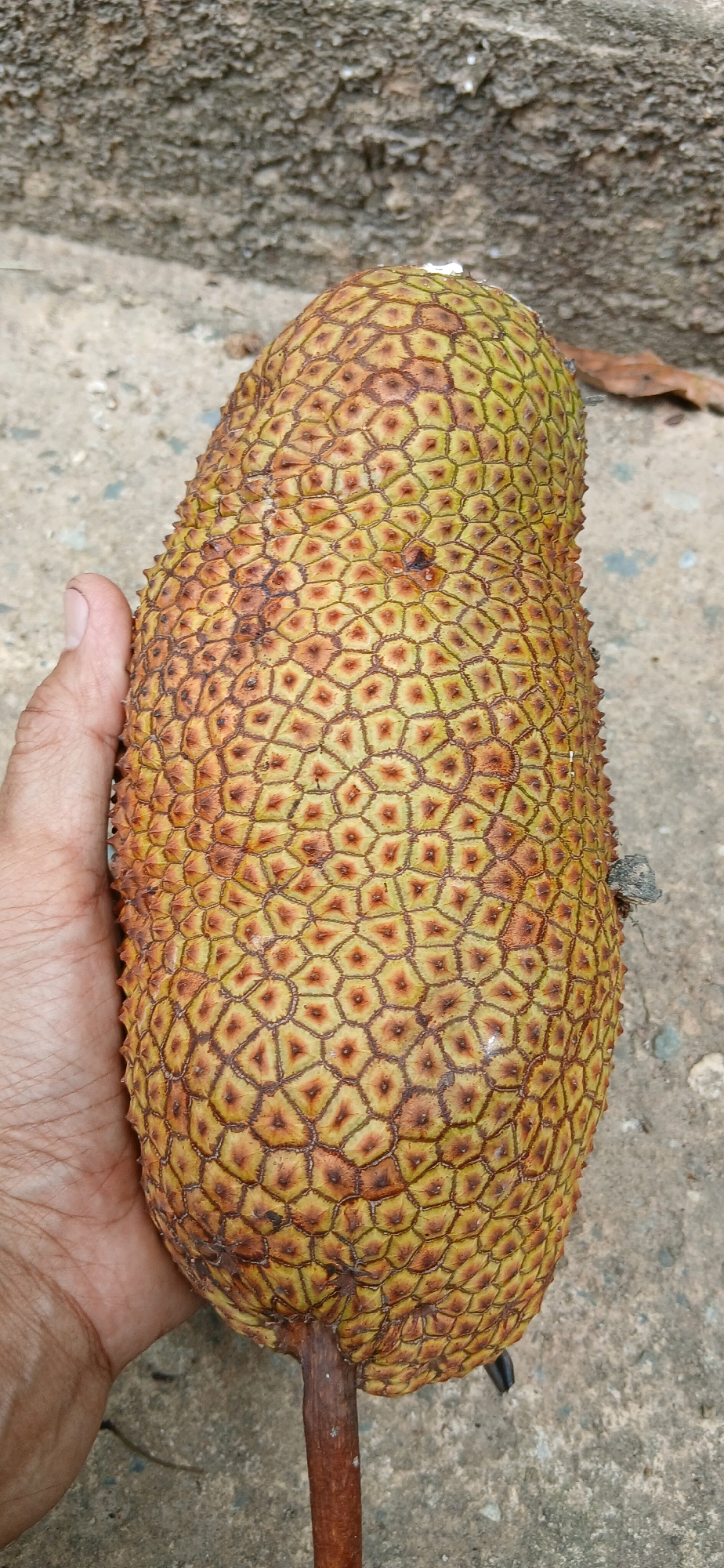 An elongated, bumpy, yellow-green jackfruit, with a patterned rind of hexagonal scales, is held in a person's left hand. The background consists of a rough, concrete surface with a textured, gray wall behind it. The scene is outdoors, possibly in a residential area or garden in Samarinda, Indonesia.