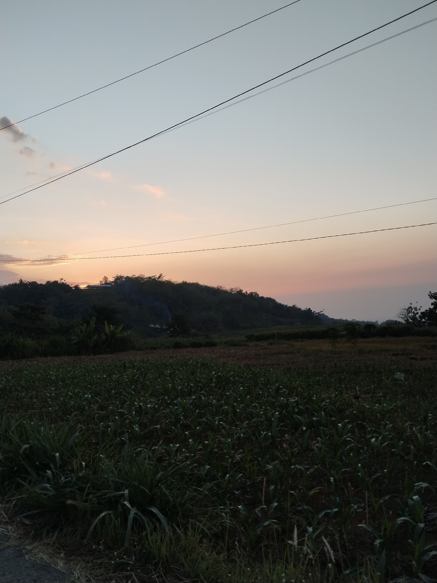 The image depicts a serene rural landscape at dusk. The foreground is dominated by a field of young corn stalks, their dark green leaves creating a textured carpet. To the left, a patch of taller, lush green grass stands out. Beyond the field, a rolling hill covered in dense vegetation stretches across the midground, with some scattered trees and what appear to be a few buildings nestled among them. The setting sun casts a warm, diffused glow, painting the sky in soft hues of orange, pink, and pale blue. Several thin power lines traverse the upper portion of the image, a subtle human element against the natural backdrop. The overall mood is tranquil and peaceful, evoking the quiet beauty of the countryside as day transitions into night. The time of day is clearly sunset, evidenced by the colors in the sky and the low angle of the light. No people or animals are visible, and there is no discernible text in the image.