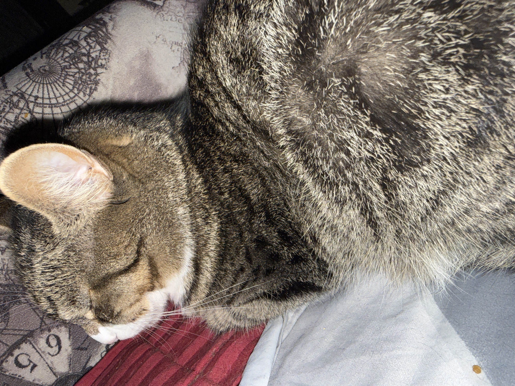 The image shows a close-up, side-view of a tabby cat sleeping on a surface. The cat's fur is a mix of brown, black, and white stripes. The cat's eyes are closed, and its head is resting on a red, striped fabric. Part of the cat's body is visible, with its striped fur filling the foreground. In the background, there is a patterned fabric that appears to be a map or a clock face design. The lighting suggests an indoor setting, possibly a home environment. There is no identifiable information linking this image to Simferopol, Ukraine.