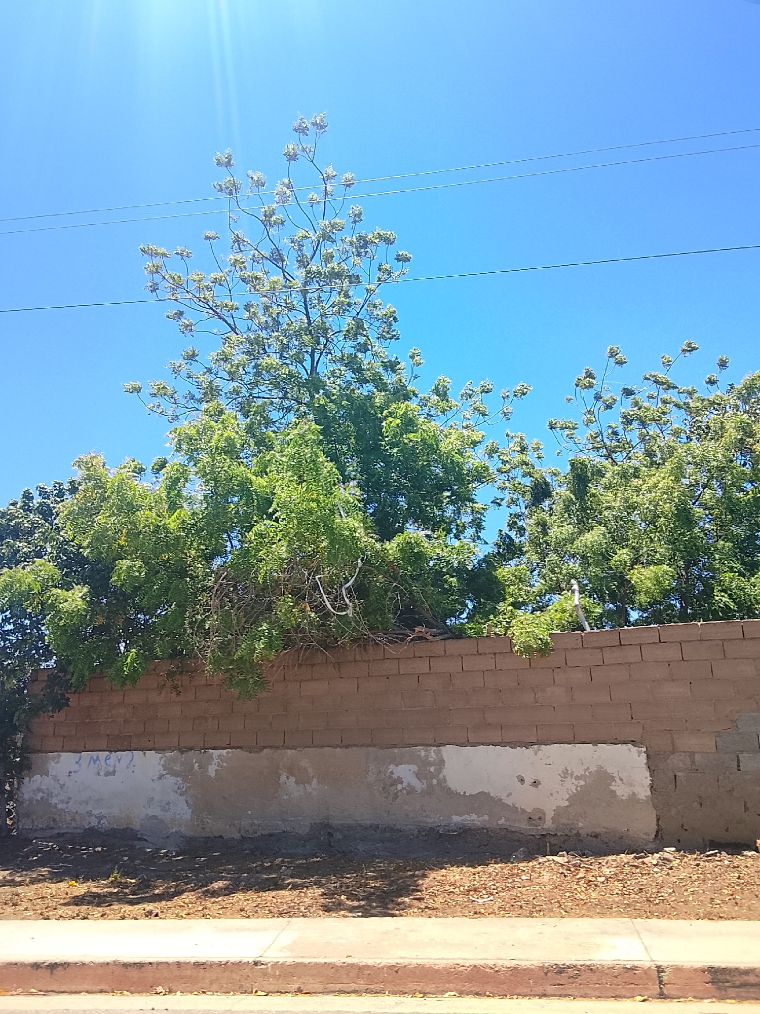 The image shows a brick wall with trees growing over it against a clear blue sky. There are power lines visible above the trees. The wall has a section where the plaster is peeling off, exposing the underlying material. The ground in front of the wall is dirt and debris, with a sidewalk in the foreground. The location is unspecified, and there is no indication it's in Juan Griego, Venezuela, or any people, subjects, objects, actions, or interactions are present.