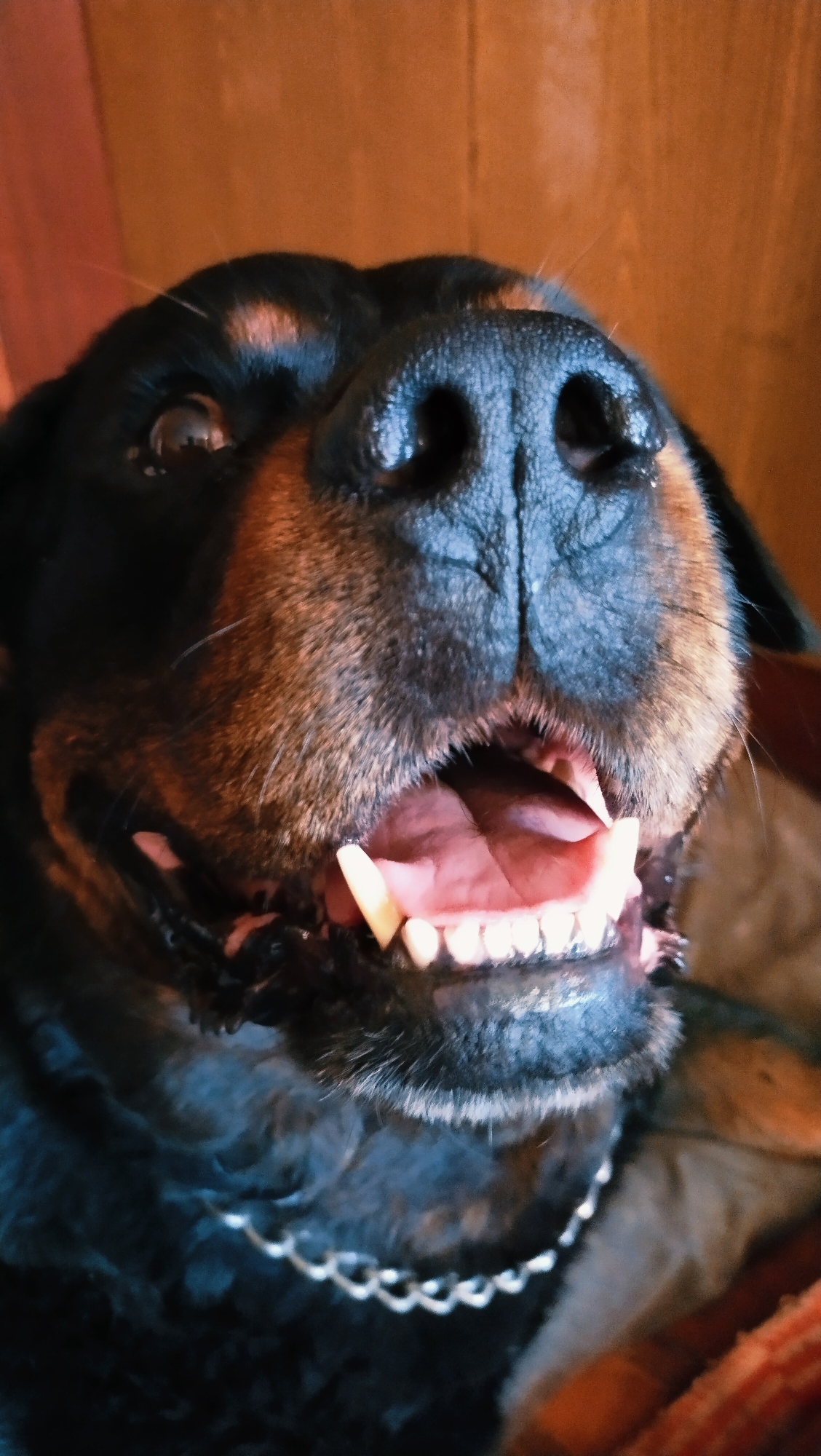 A close-up, low-angle shot shows the face of a Rottweiler dog in Horishni Plavni, Ukraine. The dog's black fur is visible around its snout, with tan markings above its eyes and on its muzzle. Its black nose is prominent, and its mouth is open, revealing pink gums and white teeth. A silver chain collar is visible around its neck. The background is blurred, showing a warm, orange-brown wall or surface. The lighting is warm, with the dog's face illuminated from the front.
