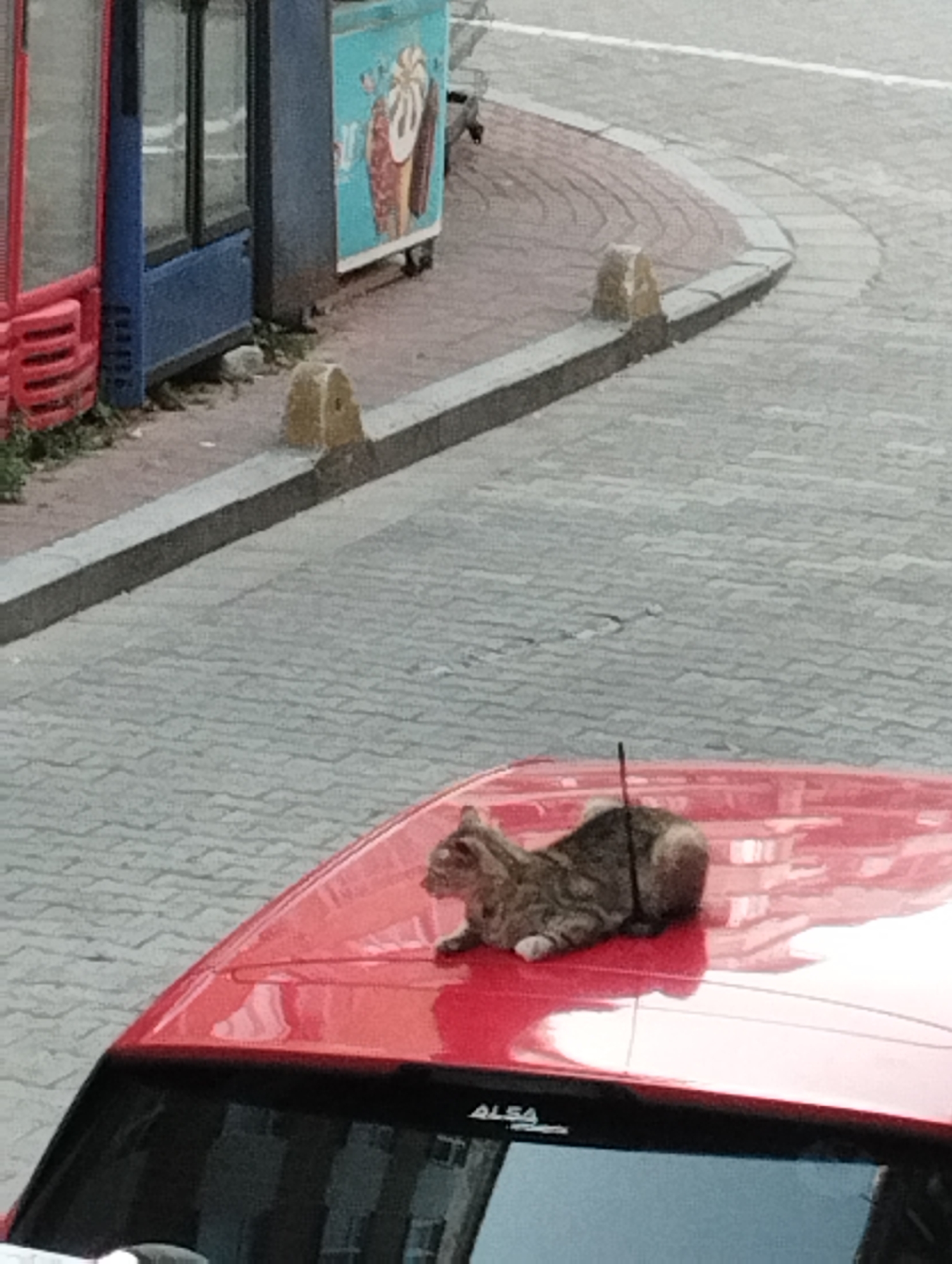 A tabby cat with grey and brown markings is resting on the roof of a red car. The cat is lying down with its head turned to the right. It appears to be an outdoor scene with a cobblestone ground. In the background, there is a blue and red structure that appears to be a food cart with an image of an ice cream cone on it. There is also a sidewalk with a low concrete barrier. The scene appears to be in a city, possibly Istanbul, Turkey, given the architectural style and the presence of a food cart.
