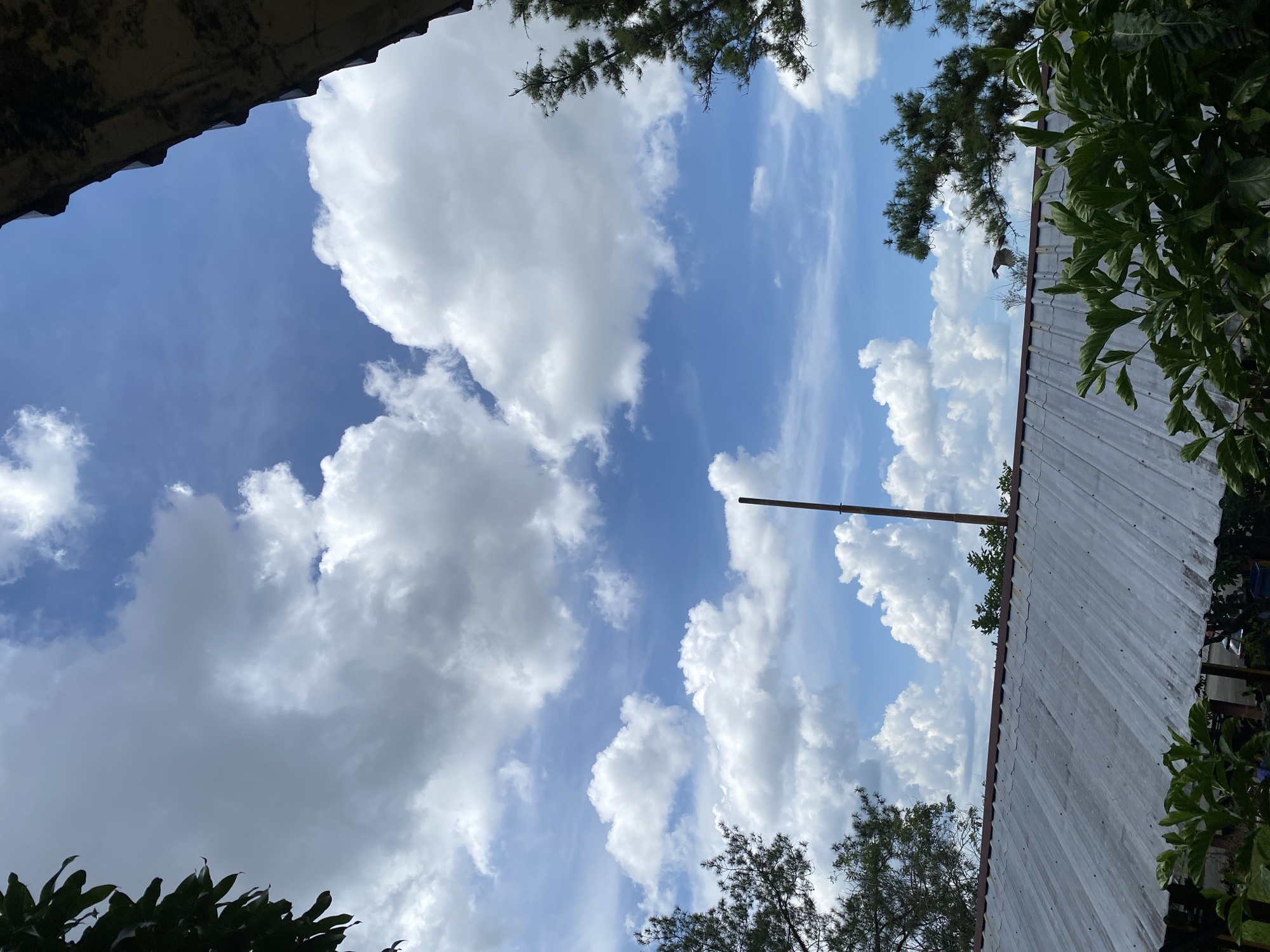 The image shows a view looking up at a bright blue sky filled with scattered white cumulus clouds. In the foreground, the corrugated metal roof of a building is visible, extending from the bottom left corner. To the left and right of the roof, the branches of green trees are present, with some pine branches on the right. A tall, thin metal pole stands vertically in the middle of the frame. The overall scene suggests an outdoor environment in Banjarbaru, Indonesia, under a partly cloudy sky, with elements of a residential or rural setting.