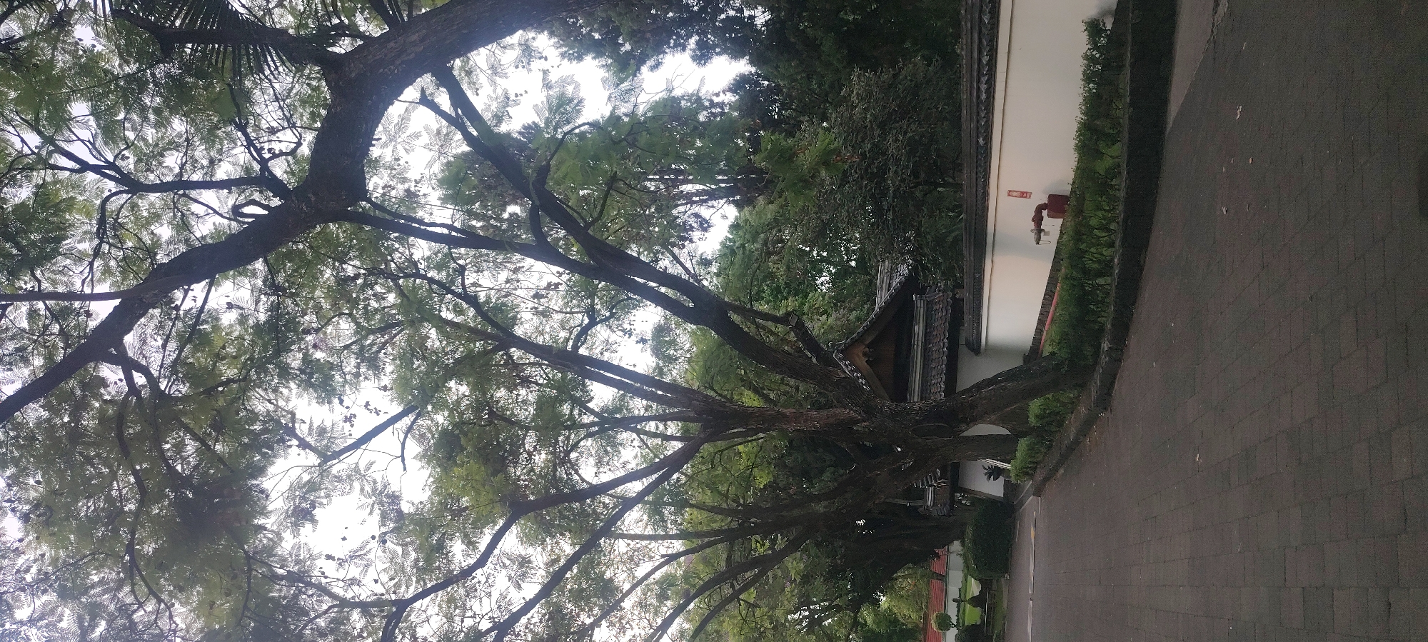 A low-angle shot of a tree in Jiutepec, Mexico. The tree is large, with many branches reaching upwards and to the left. The leaves are dense and green. To the right of the tree is a white wall with a red fire hydrant. Behind the wall are other trees. The ground is paved with gray bricks.
