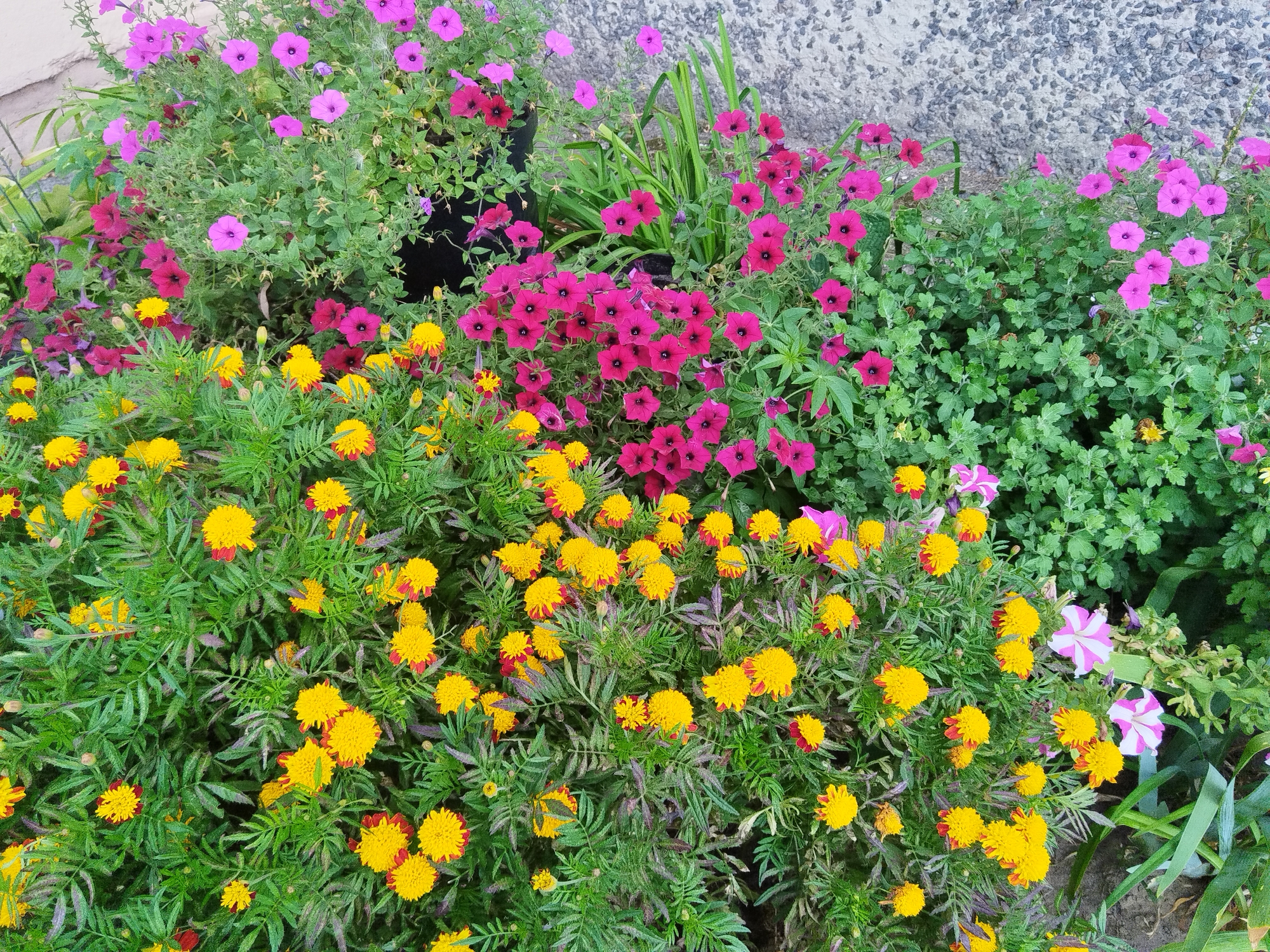 The image depicts a close-up, high-angle view of a flower bed with a textured concrete wall in the background. The flower bed is densely planted with a variety of flowers and greenery. Prominently featured are numerous small, bright yellow and orange marigolds with red tips. Interspersed among the marigolds are clusters of dark pink and lighter purple petunia-like flowers. There are also patches of deep green foliage, some with serrated leaves. In the upper left corner, a black pot is partially visible. Two striped pink and white petunias are visible on the right side of the image. The scene appears to be outdoors, possibly in a garden or park. No people are present. The location is identified as Brest, Belarus.