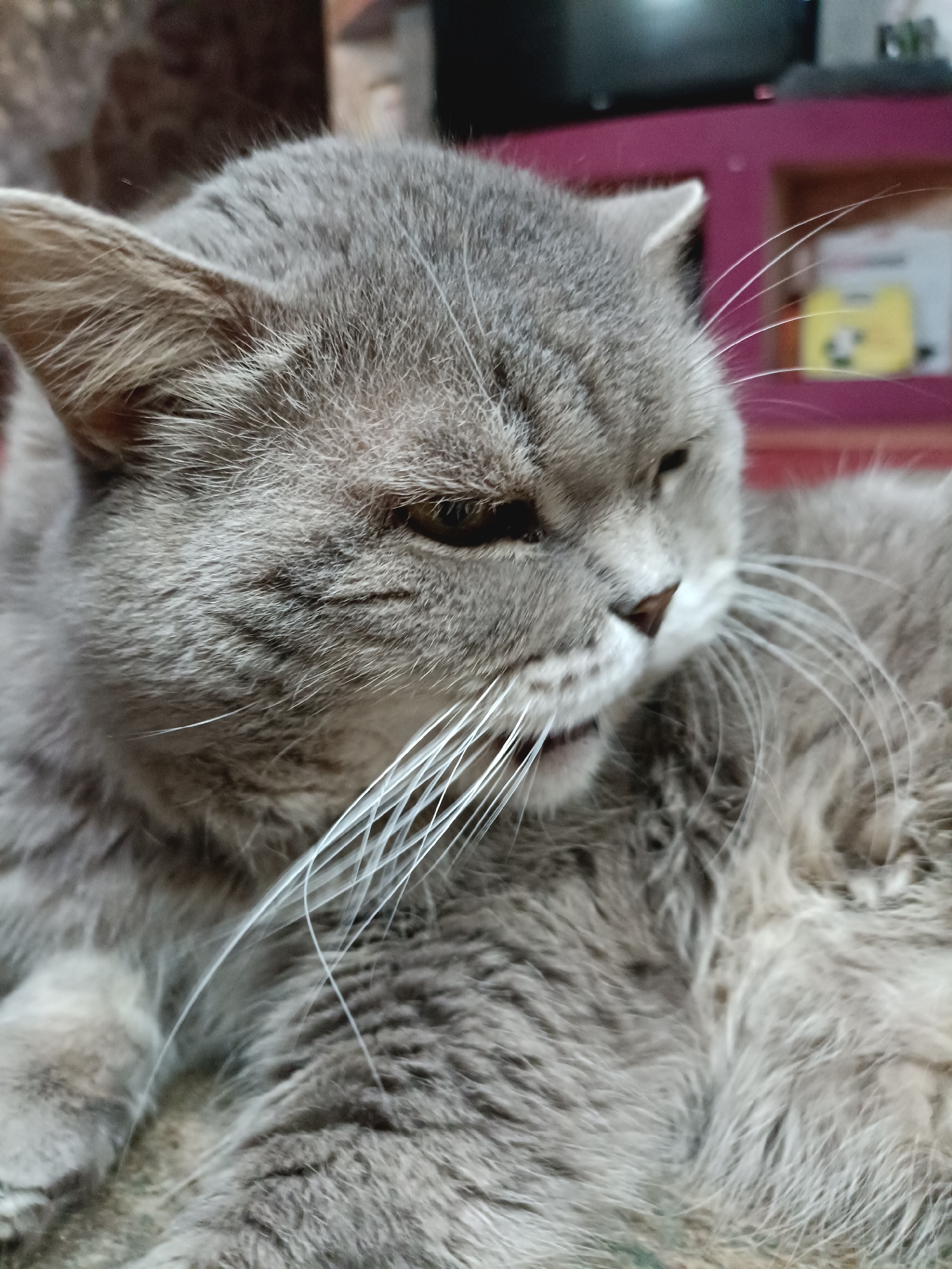 A close-up, eye-level, medium shot captures a fluffy gray British Shorthair cat resting. The cat's eyes are partially closed, suggesting relaxation or sleepiness. Its long, white whiskers are prominently displayed. The background is blurred, but hints at indoor furniture and decor. There is no discernible information about its location in Bataysk, Russia, or any other specific geographical context within the provided image.