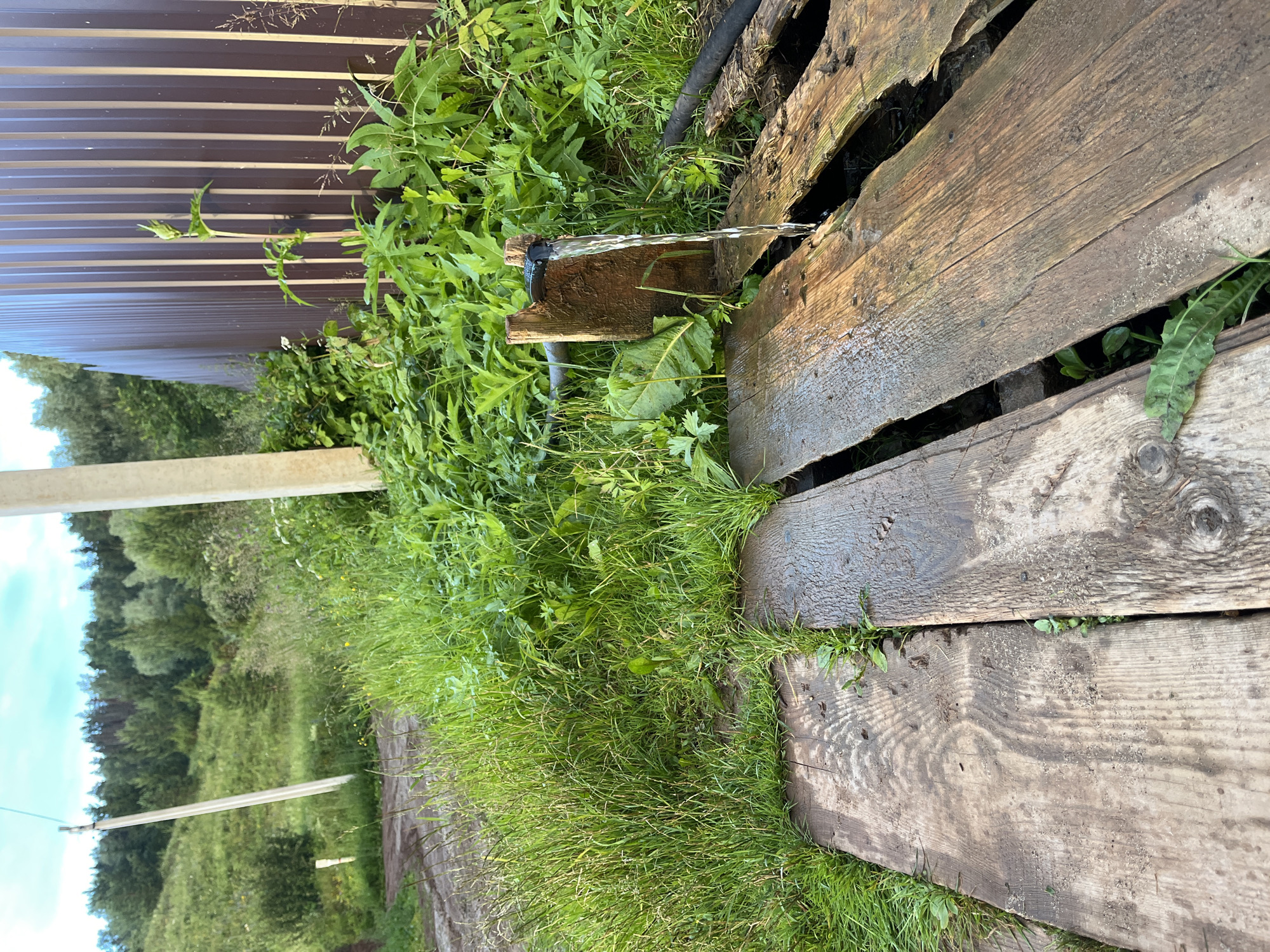 A horizontal close-up shot shows a wooden structure made of several weathered, rough-hewn planks, some of which have gaps between them. A stream of water is actively flowing from a dark hose into a gap between two of the planks, creating a splash. The surrounding area is filled with vibrant green grass and other lush vegetation, suggesting a natural, possibly rural setting. In the background, a brown corrugated metal fence is visible, partially obscured by the greenery. The overall scene evokes a sense of nature and outdoor activity, perhaps related to gardening or maintaining an outdoor space. The lighting suggests it is daytime, and the lush greenery implies favorable weather conditions. The presence of the hose and the flow of water indicates an active process of watering or some form of water transfer.