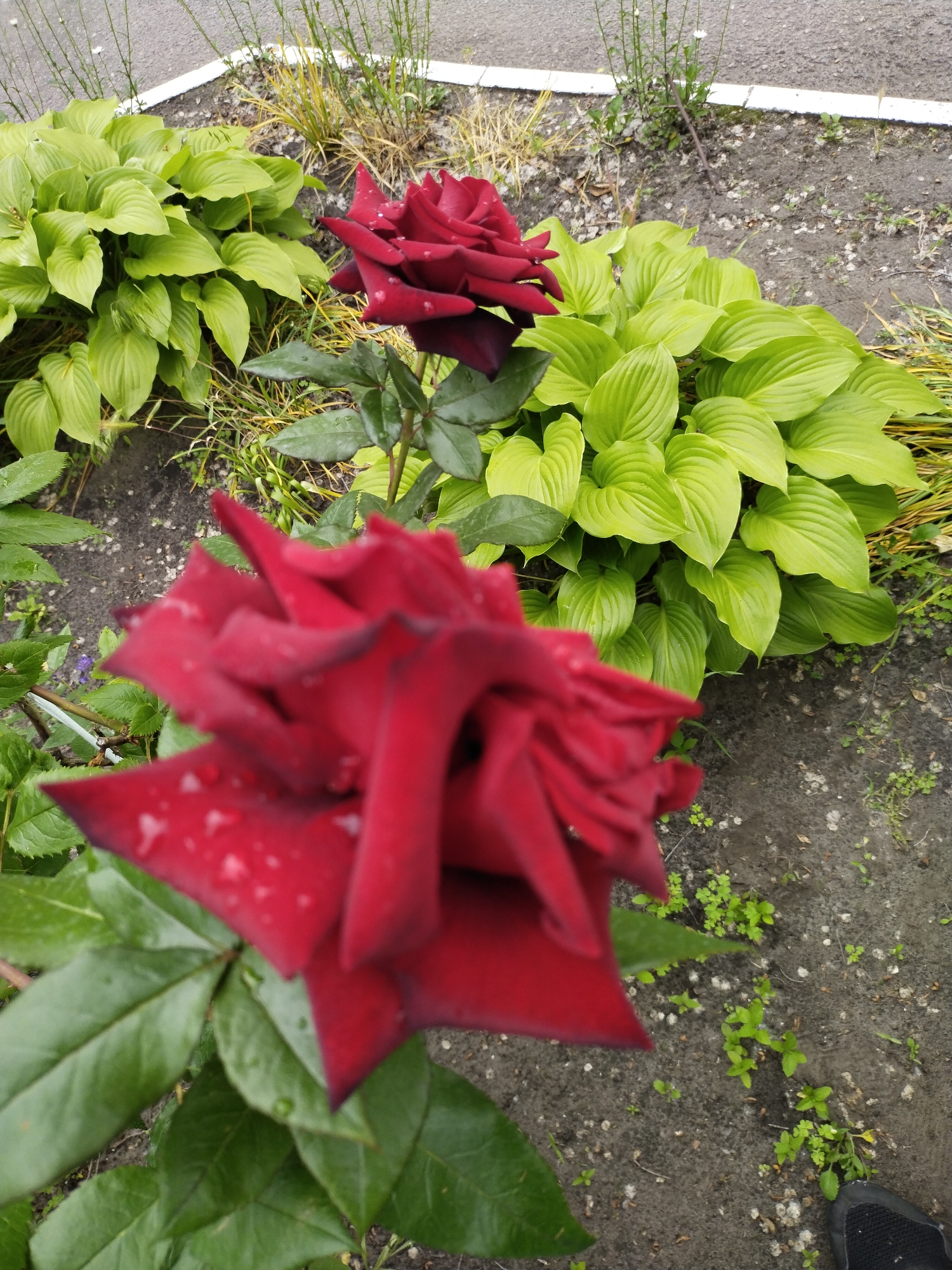 In Horishni Plavni, Ukraine, a close-up, eye-level shot captures two deep red roses in bloom, with one prominently in the foreground, blurred by its proximity to the camera. Both roses are adorned with small water droplets on their velvety petals. Behind the roses, a cluster of vibrant, lime-green hosta plants forms a lush backdrop. The ground is a mixture of dark, damp soil with scattered small stones and sparse green weeds. A portion of a gray asphalt surface, likely a pathway or road, with a white line marking its edge, is visible in the upper portion of the frame.