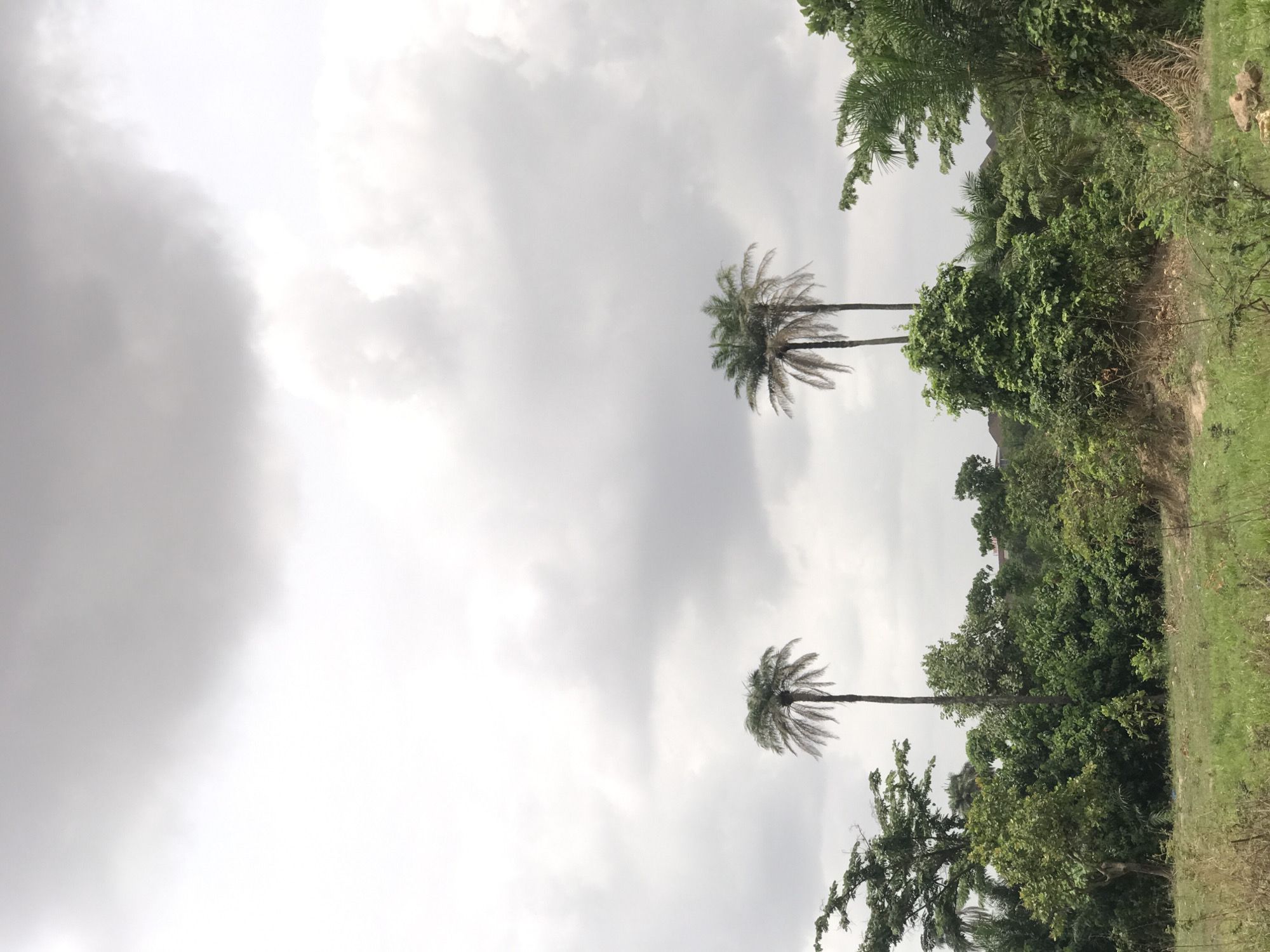The image depicts a landscape in Abuja, Nigeria, characterized by a cloudy sky dominating the upper left of the frame. Two palm trees stand prominently in the midground, with a dense cluster of various trees and green vegetation to the right. The ground is covered in green grass. There are no people present.