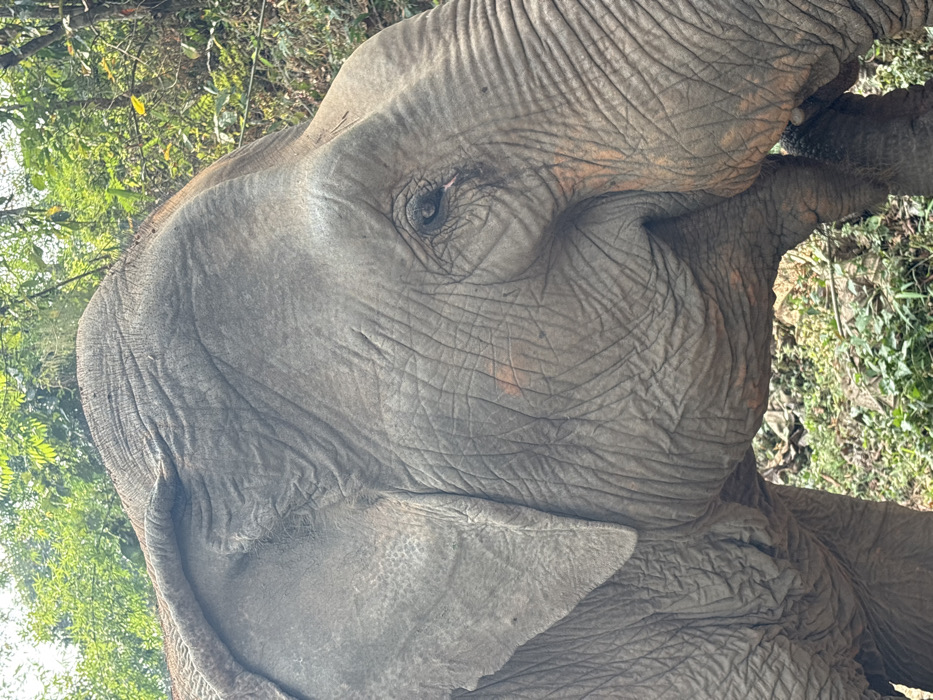 The image captures a close-up, profile view of an adult Asian elephant, facing towards the right within a natural, verdant environment in Ban Hua Thung, Thailand. The elephant exhibits characteristic wrinkled, grayish-brown skin, with several areas of reddish-orange discoloration or staining present on its cheek and neck. Its large, textured ear is visible on the left side of the frame. The elephant's dark eye is open, with a slight, dark streak or staining originating from the lower eyelid. A portion of its trunk is visible at the lower right, curved slightly upwards towards its mouth. The background is dominated by lush green foliage, including dense trees and various undergrowth, suggesting a forested or semi-forested habitat. No human subjects or direct interactions are visible.