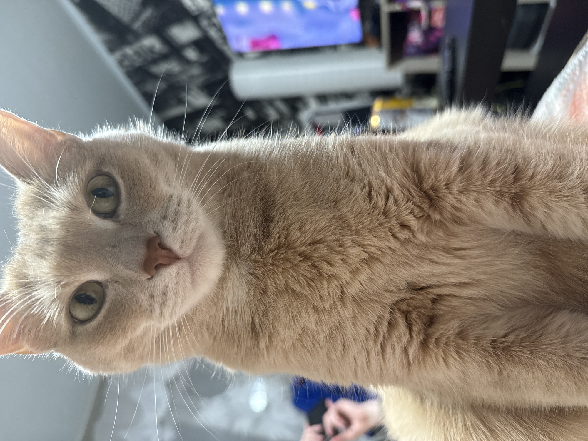 A close-up, somewhat distorted, slightly rotated image of a light orange cat looking down at the viewer. The cat has green eyes and a pink nose. The background is blurry, but appears to include a television, a black shelf, and a ceiling with a patterned design. There is no indication of location in Chaikovsky, Russia.