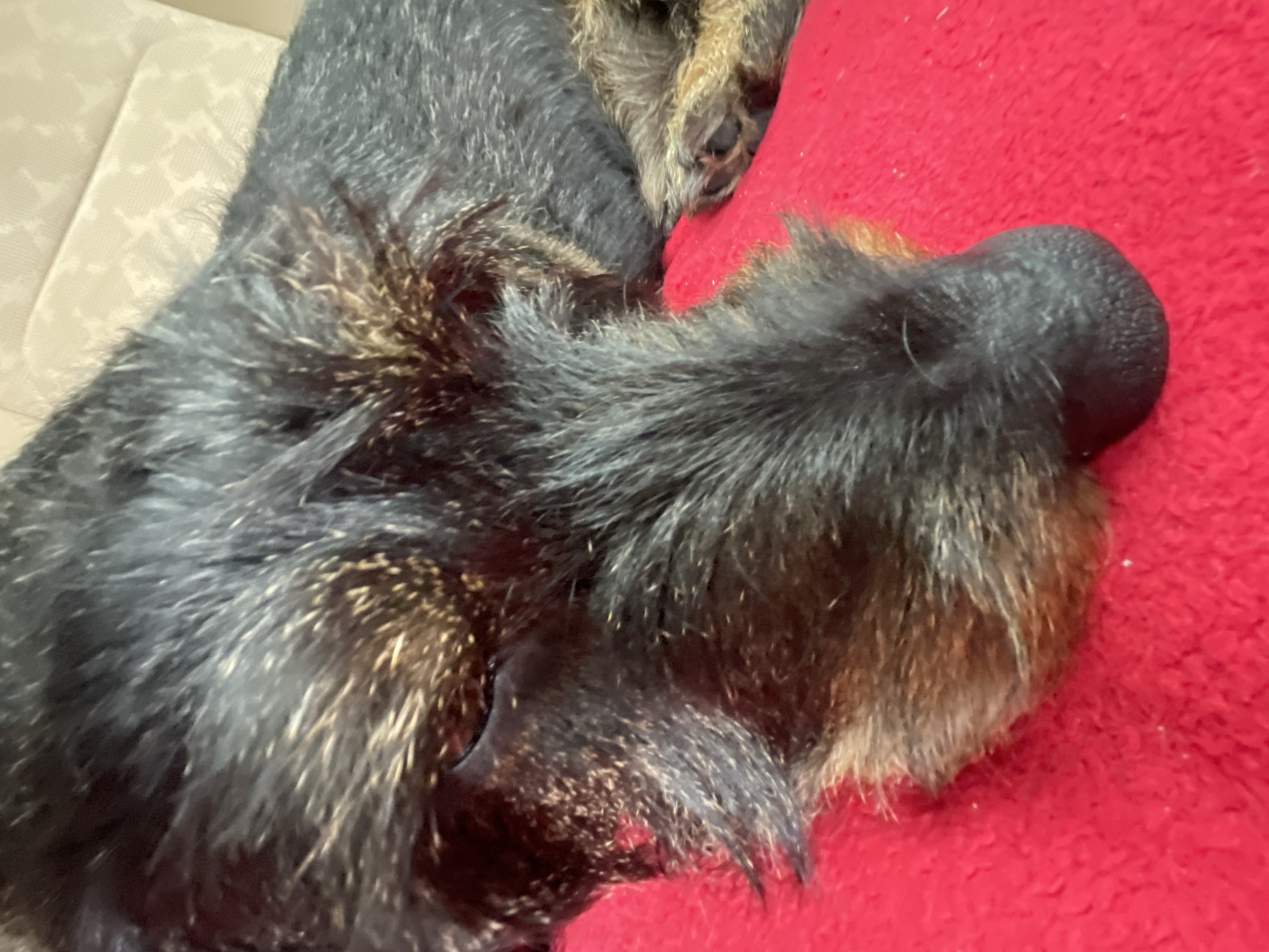 The image shows a close-up view of a dog sleeping on a red blanket. The dog's fur is dark with some lighter brown and gray markings. Its eyes are closed, and its head is resting on its paws. The background is blurred but appears to be a light-colored couch. There are no people visible in the image. The image does not provide any information about the location in the city of Plodovoe, Russia.