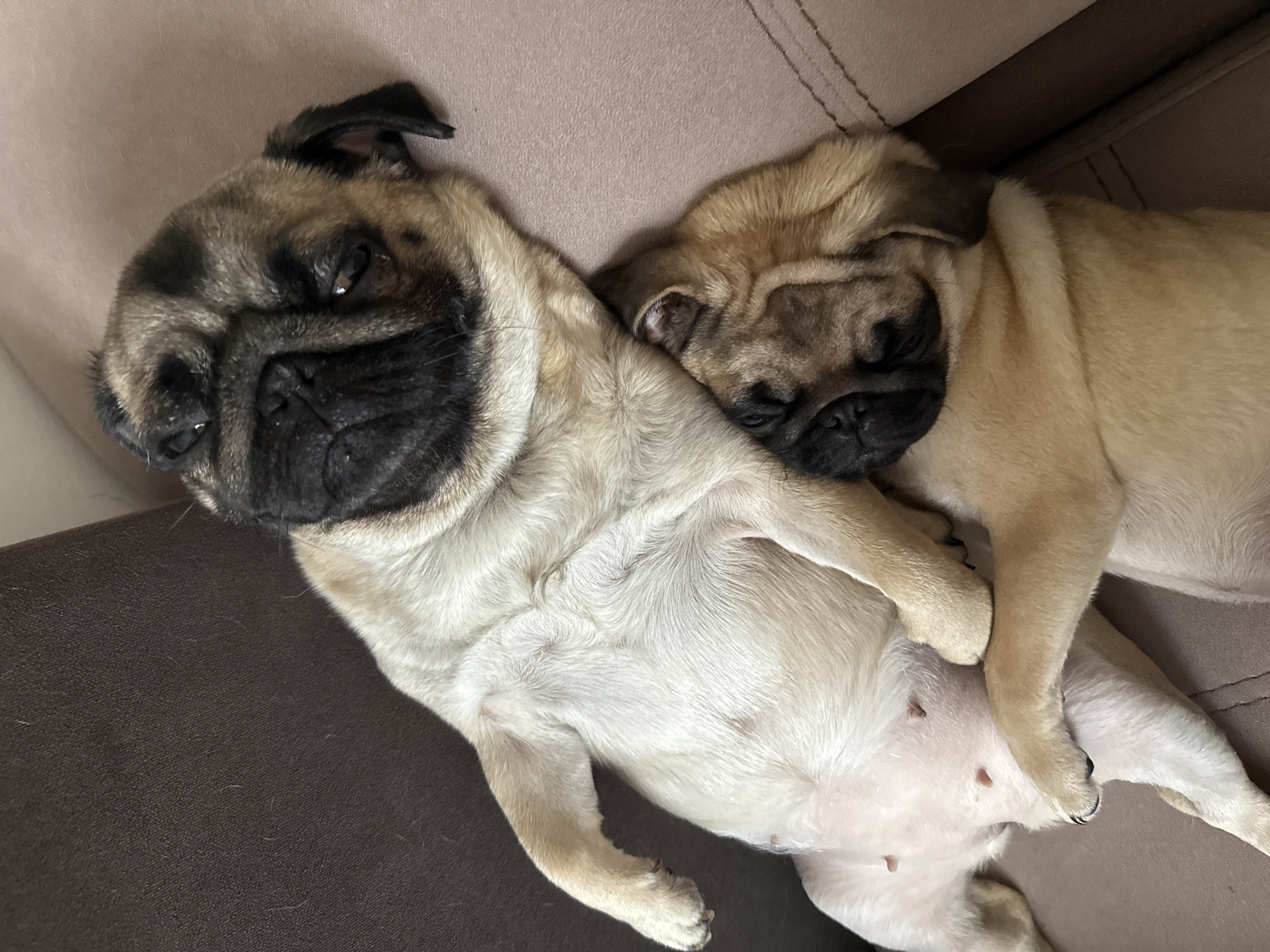 Two pug dogs are lying together on a couch. One pug is on its back with its belly exposed, while the other pug rests on top of it. The background is a beige and brown couch.