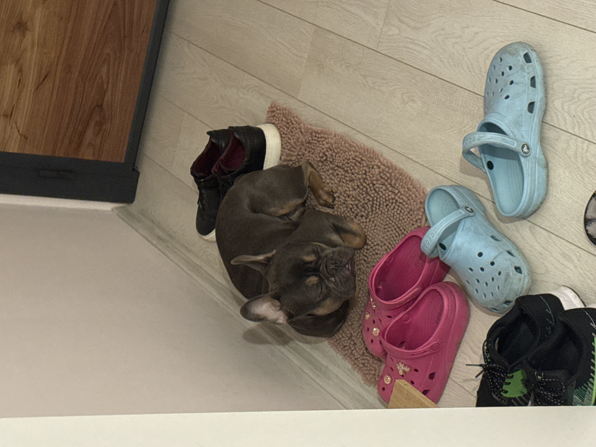 A high-angle shot shows a gray French Bulldog curled on a small, light brown rug, surrounded by shoes. A pair of black high-top sneakers sit beside the rug, as do a pair of pink Crocs. One pair of light blue Crocs sit above the pink Crocs. Above those, sits one light blue Croc. The image appears to be taken indoors, with a section of light-colored wood flooring and a portion of a dark wood cabinet visible. The scene lacks identifying markers or evidence to conclusively place it in Burgas, Bulgaria. No people are visible.