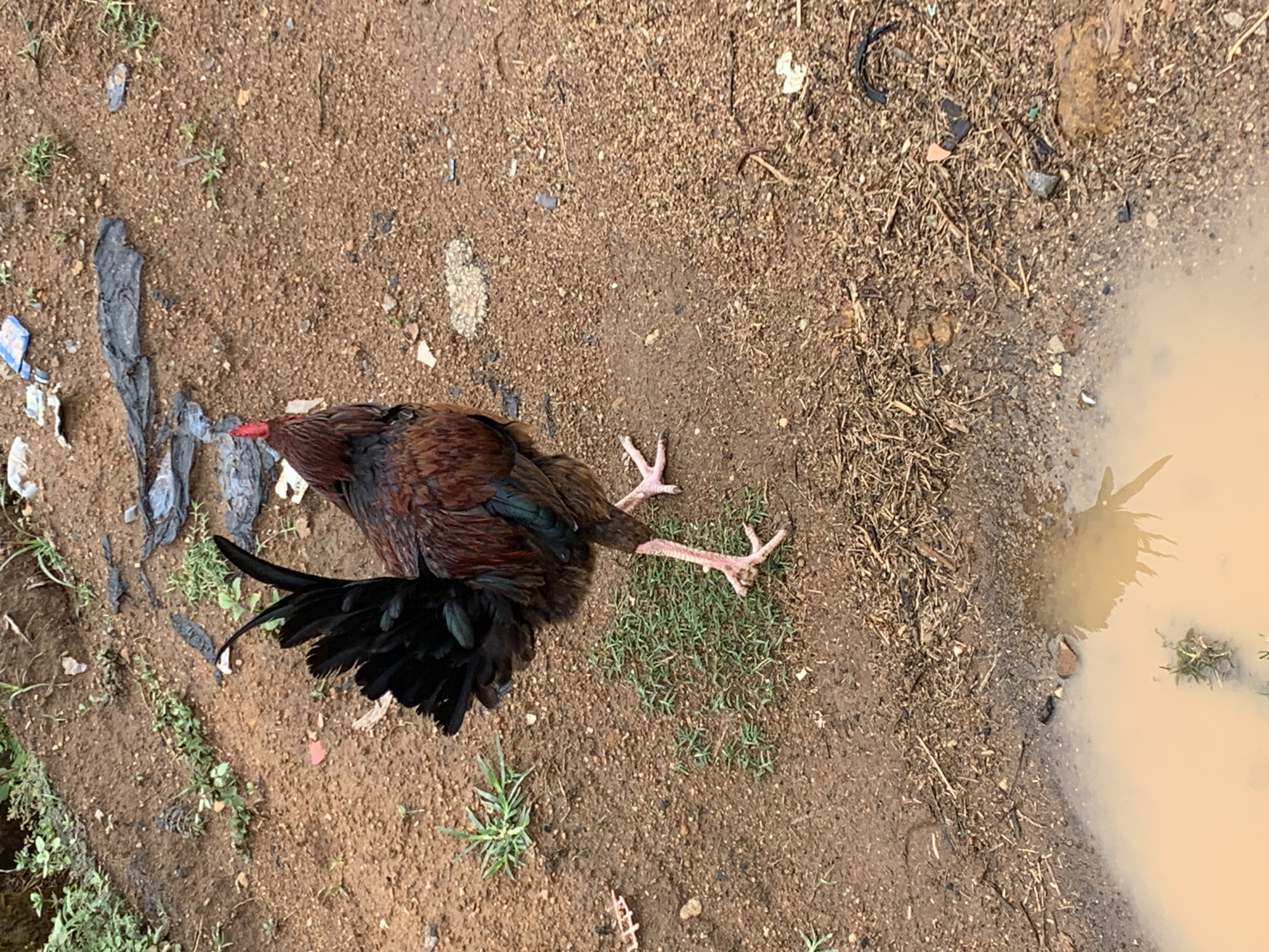 A deceased fowl is lying on the ground near Rafin Par, Nigeria. The fowl is primarily brown with some black feathers on its tail. It is lying on a patch of green grass amidst a dirt-covered ground, with some trash and a muddy puddle visible in the background.