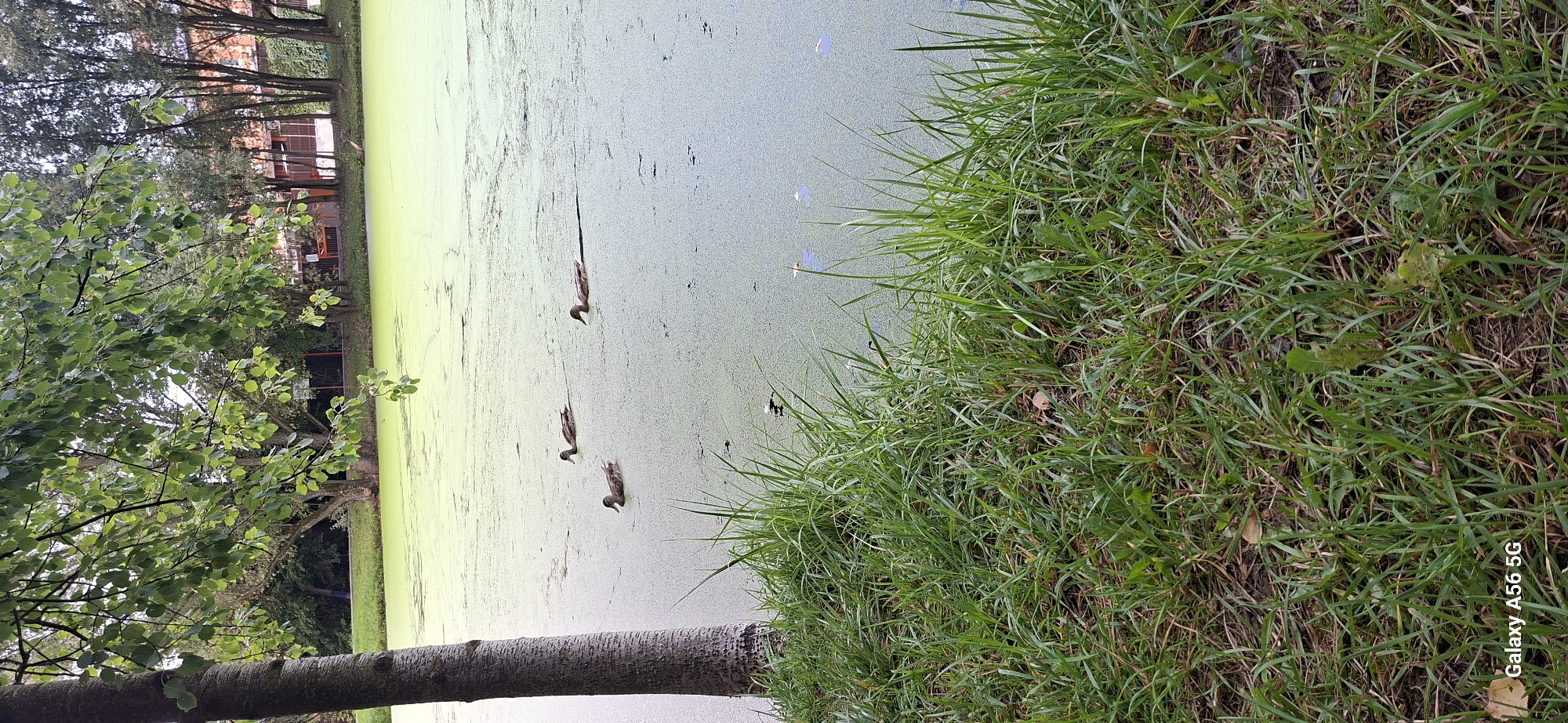 In the city of Kommunarka, Russia, a tranquil scene unfolds at a body of water covered in a thick layer of green algae. Three ducks are present on the water's surface, swimming in a line. The foreground of the image is dominated by lush green grass, bordering the water. In the background, trees line the edge of the water, and beyond them, buildings and fences suggest a semi-urban or park-like setting. The overall impression is one of a peaceful, natural environment within a populated area.