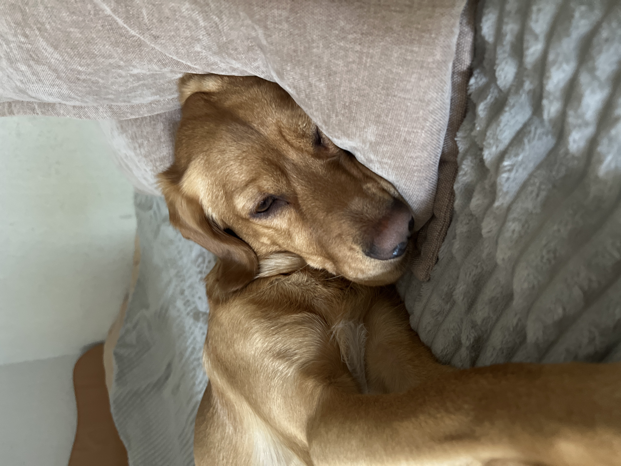 A medium-sized golden-brown dog is nestled between two soft surfaces. The dog's head is partially covered by a light tan, possibly linen, cushion, while its body rests on a gray, textured blanket or similar material. The dog's eyes are partially open, suggesting it is either resting or lightly sleeping. The scene appears to be indoors, possibly on a couch or bed. There is no indication of the location being in Chaikovsky, Russia.
