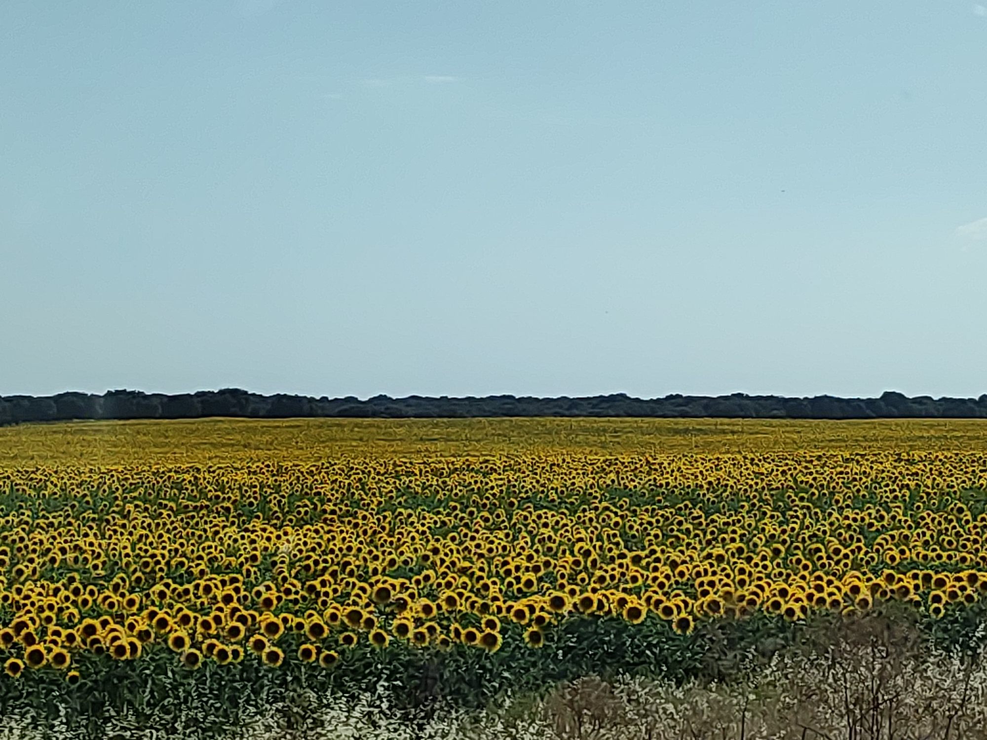 An expansive field of sunflowers stretches across the lower two-thirds of the image, their bright yellow petals and dark centers creating a vibrant tapestry under a pale blue sky. A dark, dense line of trees forms a horizon across the upper portion of the scene, separating the field from the sky. The foreground shows some dry, light-colored vegetation. The scene is located in the city of Porteros, Spain.