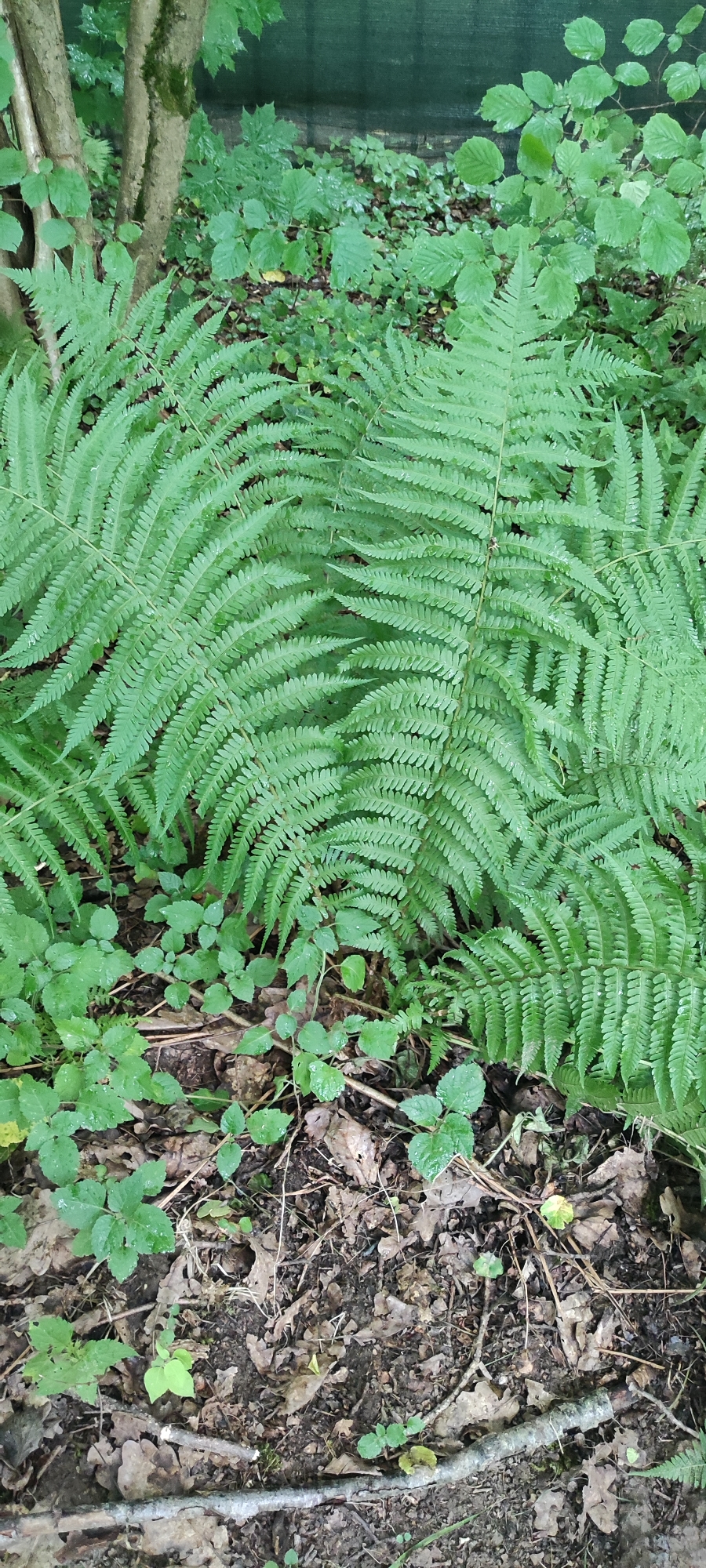 The image shows a dense forest floor in Rosinka, Russia, characterized by an abundance of green ferns and other undergrowth. The ferns are the dominant feature, with their fronds unfurling and overlapping across the frame. Amongst the ferns, smaller green plants with rounded leaves are visible, growing closer to the ground. The forest floor is covered with a layer of fallen leaves, twigs, and branches, indicating a natural, undisturbed environment. In the background, a dark green mesh fence can be seen, suggesting the edge of a property or a boundary. The lighting is muted, consistent with a shaded forest setting, and water droplets are present on the foliage, suggesting recent rain or dew. No people are present in the image, nor are there any visible animals or specific man-made objects beyond the fence. The scene depicts a natural, verdant environment in the forest of Rosinka.