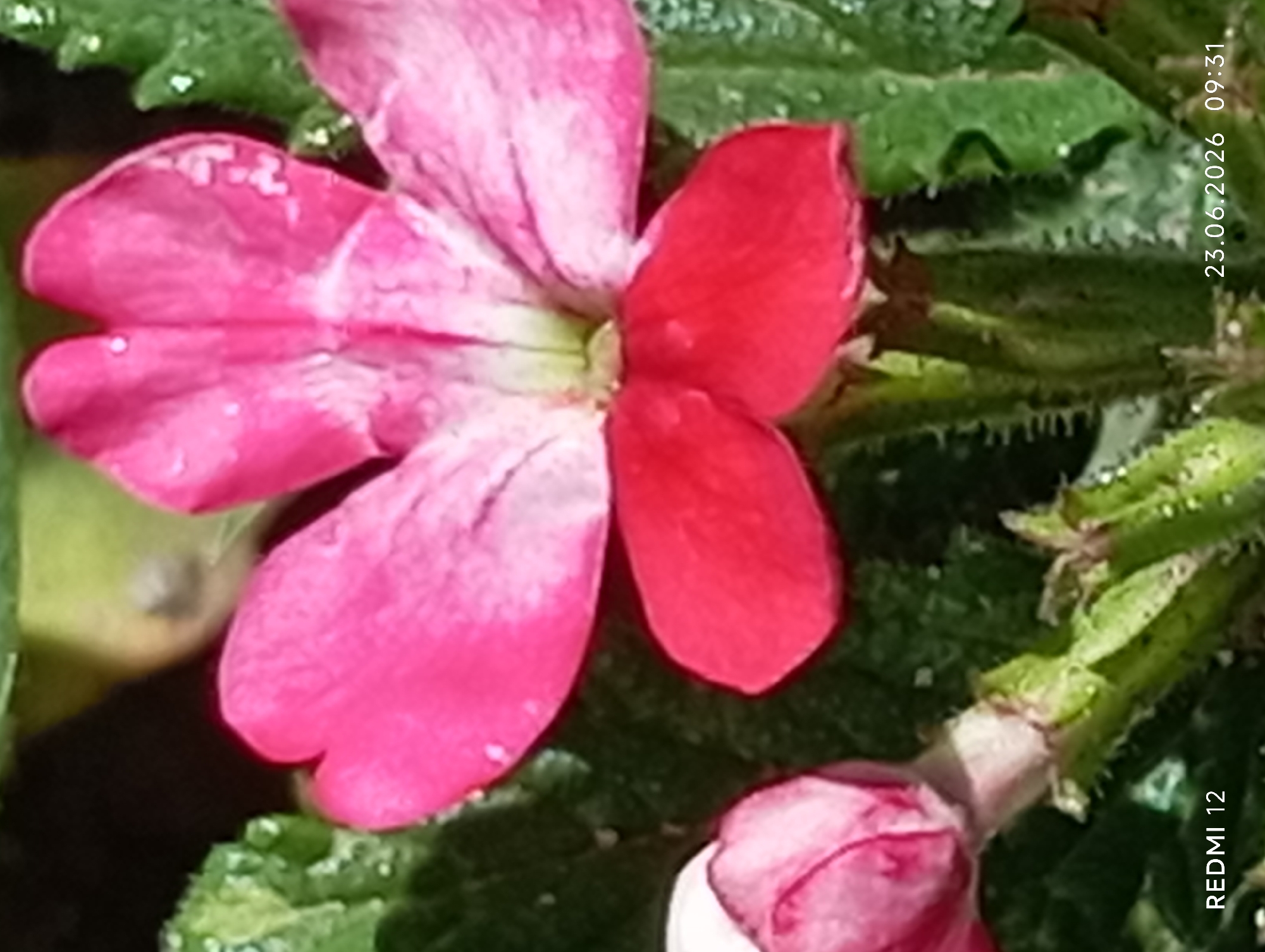A close-up, slightly blurry, vertical shot features a bright pink flower in the center, with its petals spread open. The flower has a darker red center and lighter pink outer petals, with some white splotches. Water droplets are visible on the petals and the surrounding dark green leaves. To the left, a partially closed pink flower bud is visible. The stem of the flower is green and fuzzy. In the bottom left corner, the text "REDMI 12" is visible, and in the bottom right corner, the date and time "23.06.2026 09:31" are displayed. The image appears to be a photograph taken outdoors, likely in a garden, given the presence of flowers and foliage. There is no indication of Smila, Ukraine, within the image itself.