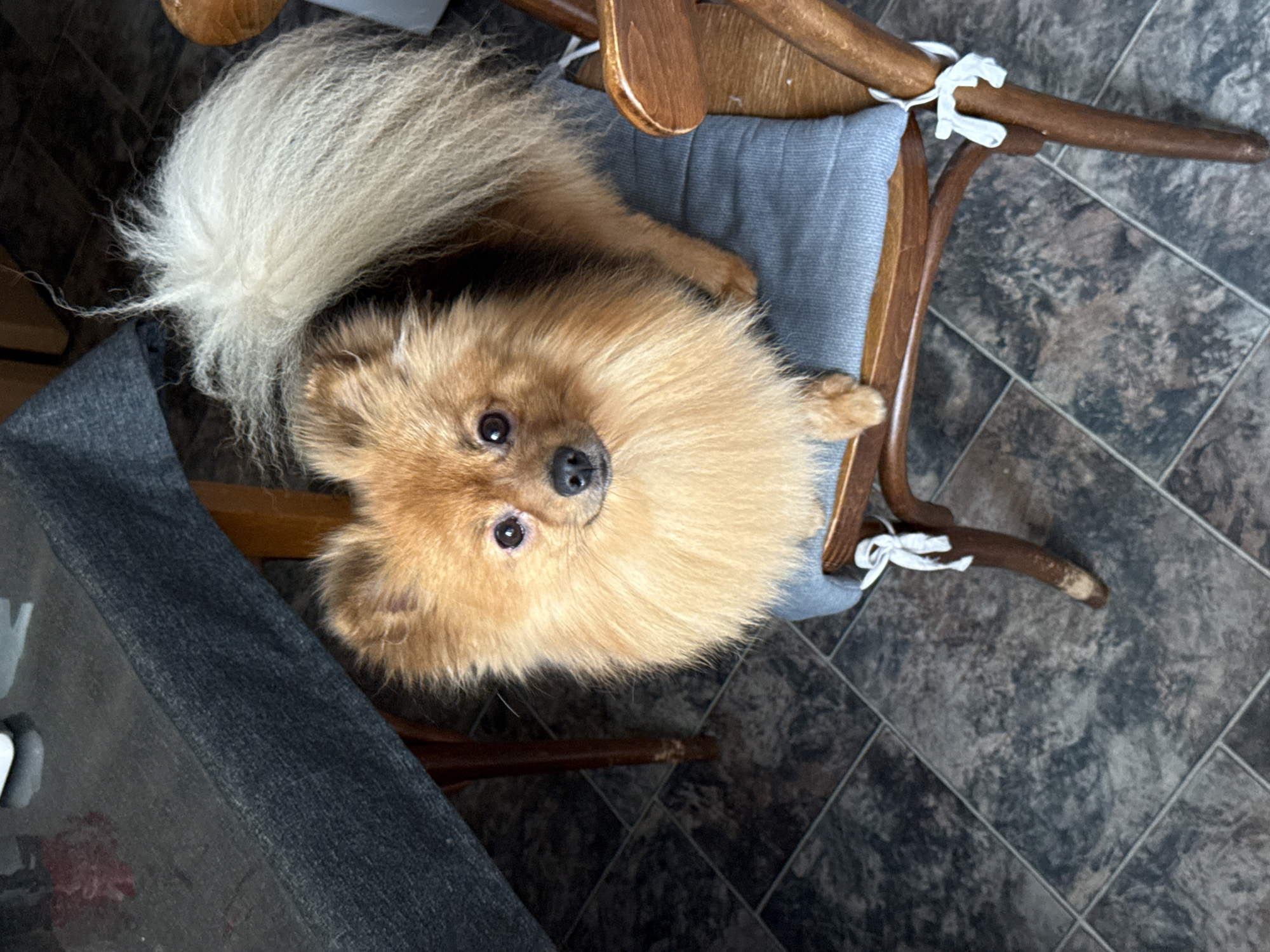 A fluffy, light-brown Pomeranian dog is sitting on a blue cushion on a wooden chair. The dog is facing the camera with its head tilted to the side, and its large, bushy tail is curled over its back. Its fur is light brown with some lighter accents around its face and tail. The dog's eyes are dark and curious. The chair has a wooden frame and a light blue cushion secured with white ties. The background shows a dark gray tiled floor. To the left of the chair, a dark gray upholstered armrest or piece of furniture is visible. The image appears to be taken indoors, possibly in a home or cafe, given the presence of furniture and floor tiles. The lighting suggests it is daytime, but no specific time of day can be determined. The overall mood is calm and candid, capturing a moment of the dog resting.
