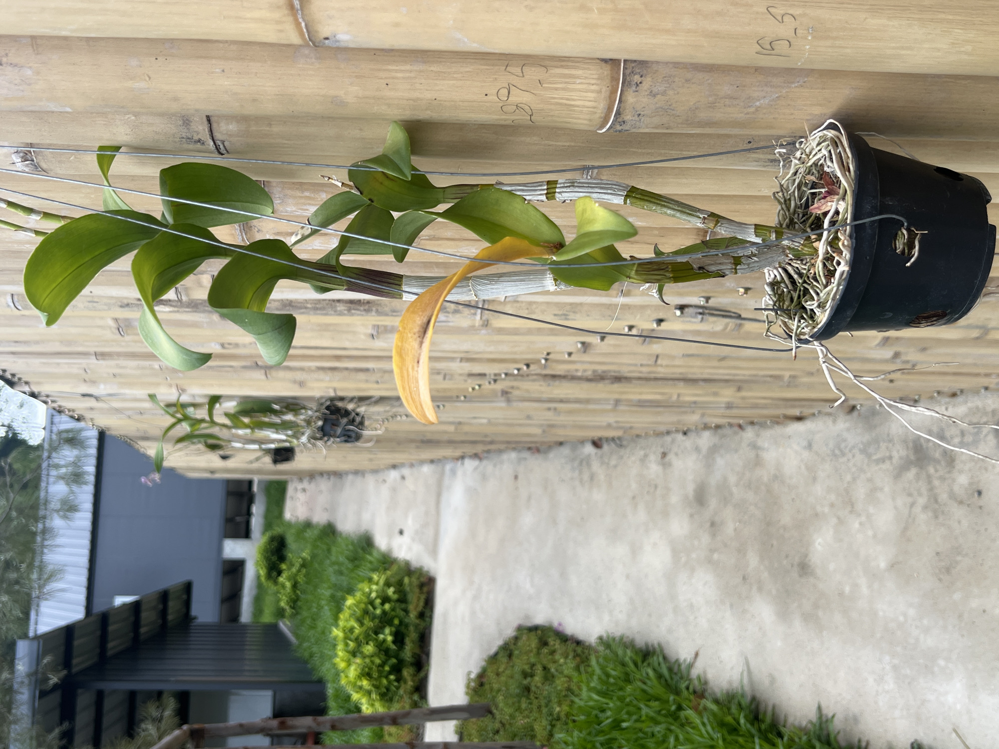 The image captures a serene outdoor scene in the Ko Pha-ngan District of Thailand. A narrow, winding concrete pathway borders a vibrant green grassy area on the left, leading towards dark, modern-style buildings with corrugated metal roofs. On the right, a tall bamboo fence serves as a rustic backdrop. Hanging from the fence by thin wires are several potted orchids. The most prominent orchid in the foreground is in a black plastic pot, with lush green leaves and a single yellowing leaf. The bamboo stalks of the fence are marked with faint, handwritten numbers. The overall impression is one of a tranquil, possibly resort-like setting, blending natural elements with simple, functional architecture.