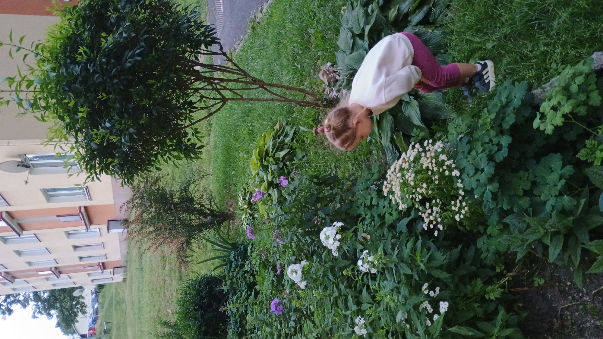 In Sokolov, Czechia, a young girl with blonde hair tied in a bun is crouched down to examine flowers in a garden. She is wearing a light-colored long-sleeved shirt and pink leggings, with dark athletic shoes. The garden is filled with a variety of green foliage and blooming flowers, including clusters of small white flowers and larger white and purple blossoms. Behind the garden, a light-colored apartment building with orange accents is visible, along with a small tree and a paved area. The overall scene depicts a quiet, residential outdoor setting.