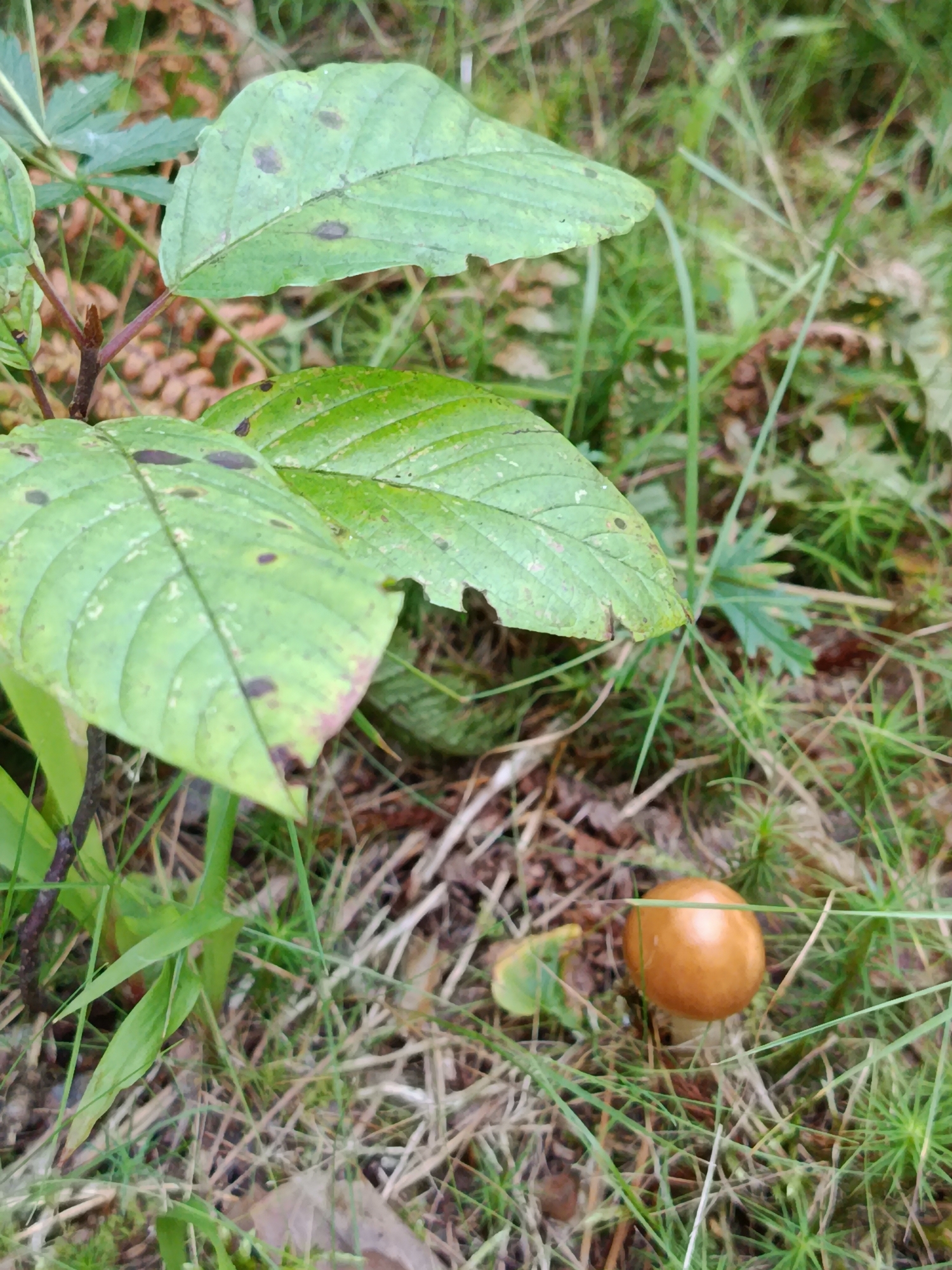 The image shows a close-up, eye-level view of a forest floor in a natural setting, likely in or near the village of Бордуки, Russia. The foreground is dominated by lush green foliage and dry, brown forest debris. Two large, light green leaves with dark spots are prominent, positioned to the left of the frame, with one leaf partially obscuring the other. A thin, reddish-brown stem is visible emerging from the lower left.
In the lower right quadrant of the image, a small, solitary mushroom with a smooth, rounded, reddish-brown cap is growing amidst the grass and pine needles. The mushroom is approximately 3-4 centimeters in height. The surrounding ground cover consists of a mix of green mossy patches, sparse blades of grass, and dried leaves and twigs. The background is blurred, suggesting a shallow depth of field, and appears to be a continuation of the forest floor with more green vegetation and brown leaf litter. There are no people or animals visible in the scene. The lighting suggests it is daytime, with soft, diffused light.