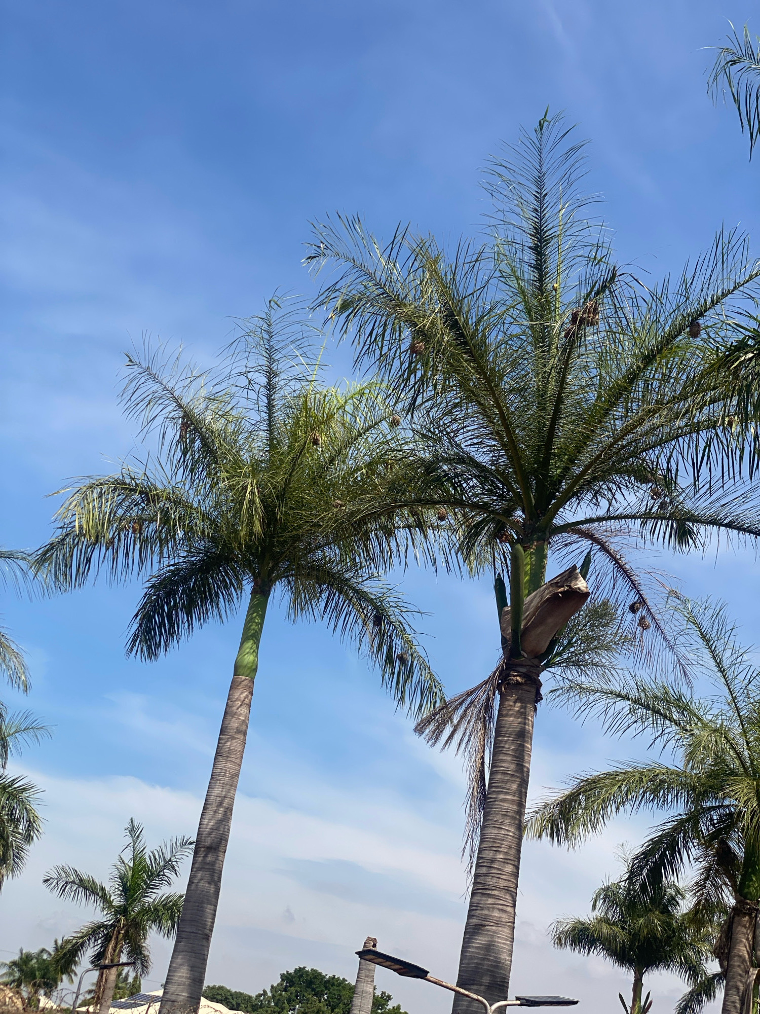 In Barden Yana, Nigeria, a bright blue sky with wispy white clouds forms the backdrop for a cluster of palm trees. The foreground is dominated by the trunks and fronds of several palm trees, with their slender, textured trunks reaching towards the sky. The fronds are a vibrant green, some appearing lush and full, while others are more sparse and feathery, with long, thin leaves. In some of the palm fronds, dark brown, oval-shaped objects, likely coconuts or fruit, are visible. The sunlight casts dappled shadows on the trunks, highlighting their ribbed texture. At the bottom of the frame, a black street lamp with two lights is partially visible, mounted on a pole. The scene suggests an outdoor environment, possibly a park or a street lined with tropical vegetation.