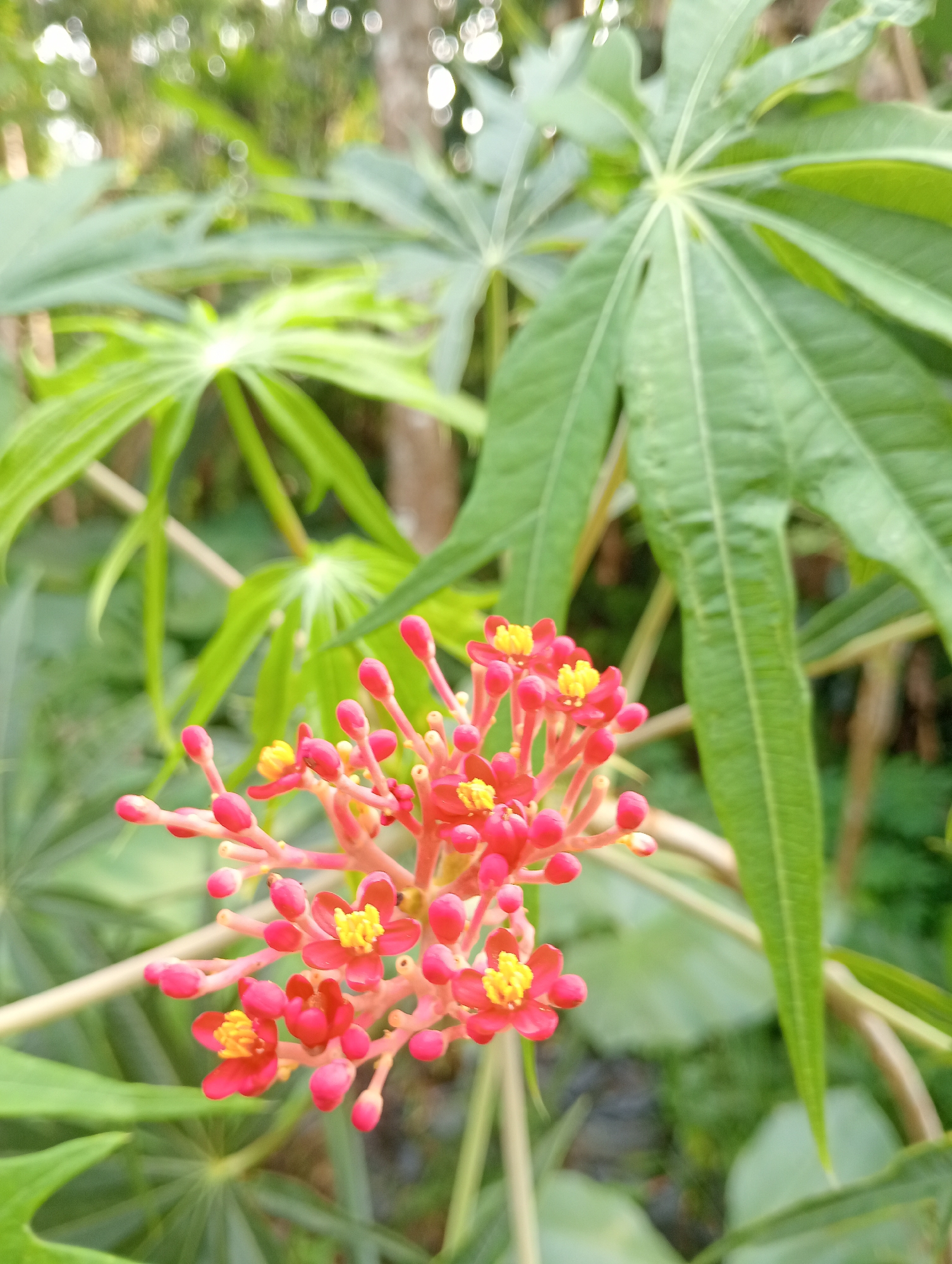 In the heart of Campago Barat, Indonesia, a vibrant cluster of small red flowers, each with a bright yellow center, takes center stage. These delicate blooms are tightly bunched together on thin, red stems, creating a visually striking contrast against the lush green foliage that surrounds them. The leaves are large and palmate, fanning out like hands and providing a soft, natural backdrop. The overall impression is one of natural beauty and abundant life, a common sight in the tropical landscapes of Indonesia.
