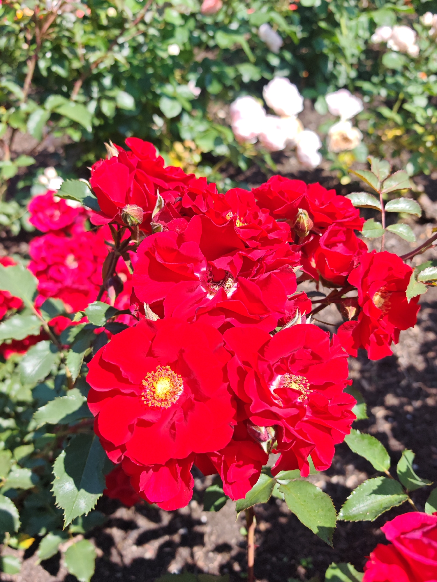 A cluster of vibrant red roses is in sharp focus, dominating the foreground of the image. The roses exhibit multiple layers of petals, with some in full bloom revealing their yellow stamens, while others are still developing buds. Surrounding the roses are lush green leaves, some tinged with sunlight. In the background, a softer focus reveals more foliage and a scattering of pale pink or white roses. The ground beneath is a mixture of dark soil and scattered leaves, suggesting an outdoor garden setting. The overall lighting indicates a sunny day. The image is a close-up photograph taken at a low angle, looking up at the roses. This scene is consistent with a rose garden in the town of Ottobeuren, Germany.