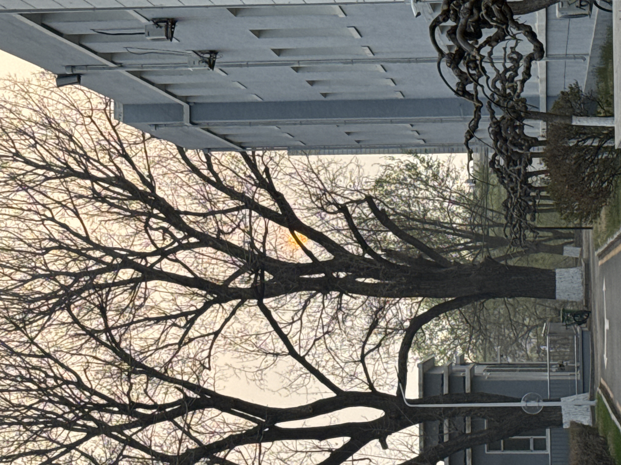 The image shows a row of trees along a road, possibly a street. The trees are mostly bare, with only a few leaves remaining. Above the trees is a building structure. It's located in Zhongtun, China.