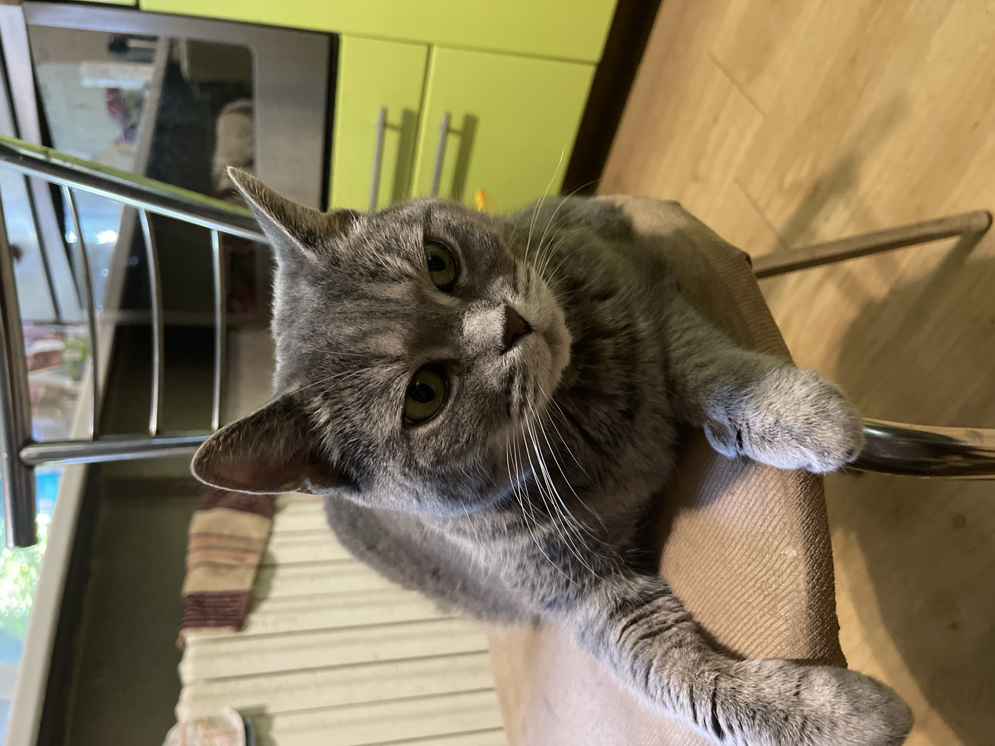 An adult, gray tabby cat with green eyes is sitting on a brown upholstered chair in what appears to be a kitchen. The cat is facing the camera and has its front paws resting on the edge of the chair. The background includes a radiator, a window with greenery visible outside, and bright lime green kitchen cabinets. The floor is made of light-colored wood. The scene is brightly lit.