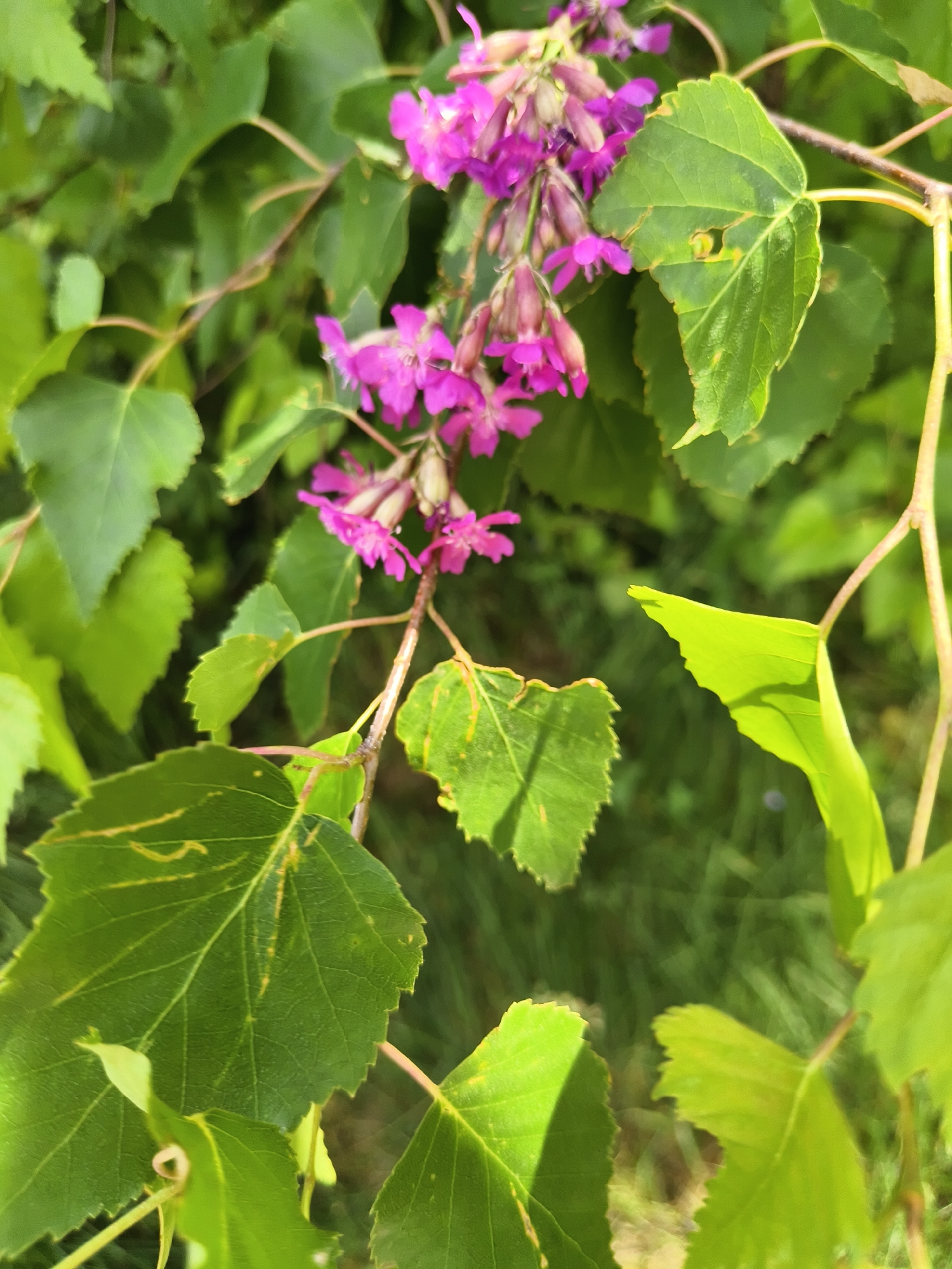 This is a close-up, outdoor photograph of a branch of a plant with small, bright pink flowers and green leaves. The flowers are clustered together, with some blooming and others still in bud. The leaves are broad and ovate with serrated edges, and some show signs of yellowing or damage. The background is a blur of green foliage and dappled sunlight, suggesting a natural or garden setting. The composition is dynamic, with the branch and flowers extending diagonally across the frame. The lighting is natural and somewhat harsh, casting shadows and highlighting the textures of the leaves and flowers. No people or animals are visible. The location is Unknown, Unknown.