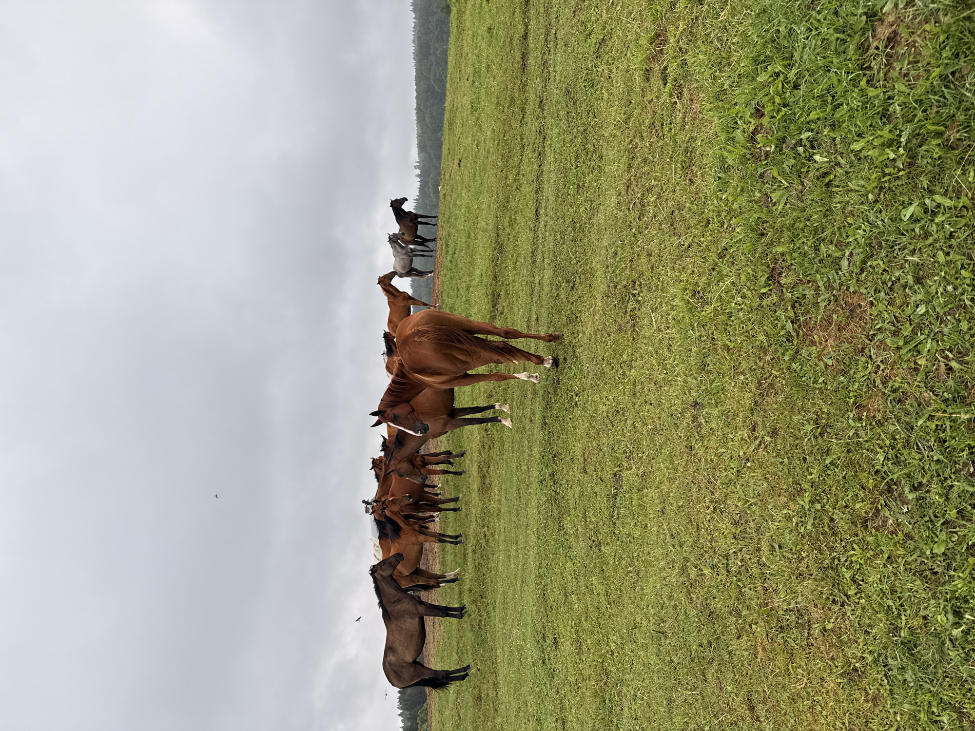 A herd of horses graze on a grassy knoll under an overcast sky. The horses, varying in shades of brown, are scattered across the field, some standing still, others in motion. In the foreground, a reddish-brown horse faces away from the camera, its tail prominently displayed. Behind it, other horses are visible, including a lighter brown horse to the left. In the background, a line of trees forms a dark silhouette against the horizon. The scene appears to be in a rural, outdoor setting, possibly in or near Galinė, Lithuania, given the provided context. The weather is cloudy and the lighting is subdued.