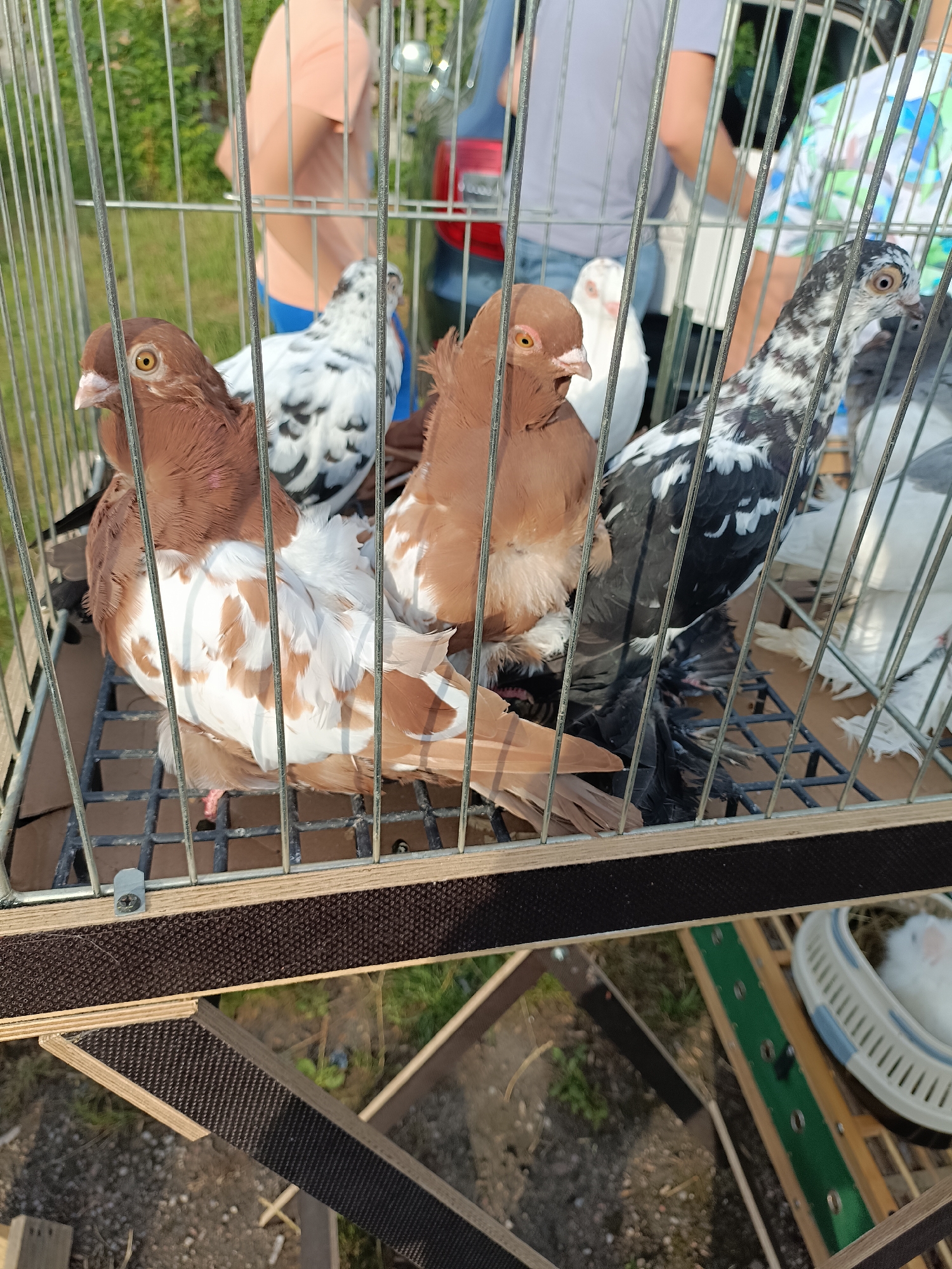 In Łosice, Poland, a cage containing several pigeons is displayed outdoors, with a blurred background suggesting a public event like a market or fair. The cage is made of metal bars and has a black wire grate floor. Inside, there are at least five pigeons visible.
The most prominent are two pigeons in the foreground, one a reddish-brown color with white markings, and another with a similar reddish-brown head and neck, and white and brown patterned body feathers. Behind them, to the left, is a white pigeon with black speckles. To the right of that, a white pigeon with black speckles and patches is partially visible. Further to the right, a pigeon with black and white speckled plumage is seen, with the distinctive feathered legs of some breeds visible. Another pigeon with white and grey markings is visible in the far right of the cage.
Out of focus in the background, several people are partially visible. One person on the left wears a peach-colored shirt and blue shorts. To their right, another person wears a grey t-shirt and jeans. On the far right, someone wears a brightly colored shirt with a blue, green, and white pattern.
The environment appears to be outdoors, with green foliage visible behind the cage, suggesting a grassy or garden area. The ground beneath the cage is covered with dirt and some debris. Part of a wooden structure with green and black strapping is visible below the cage, and a white plastic container with what appears to be nesting material is also present in the lower right corner. The lighting indicates it is daytime.