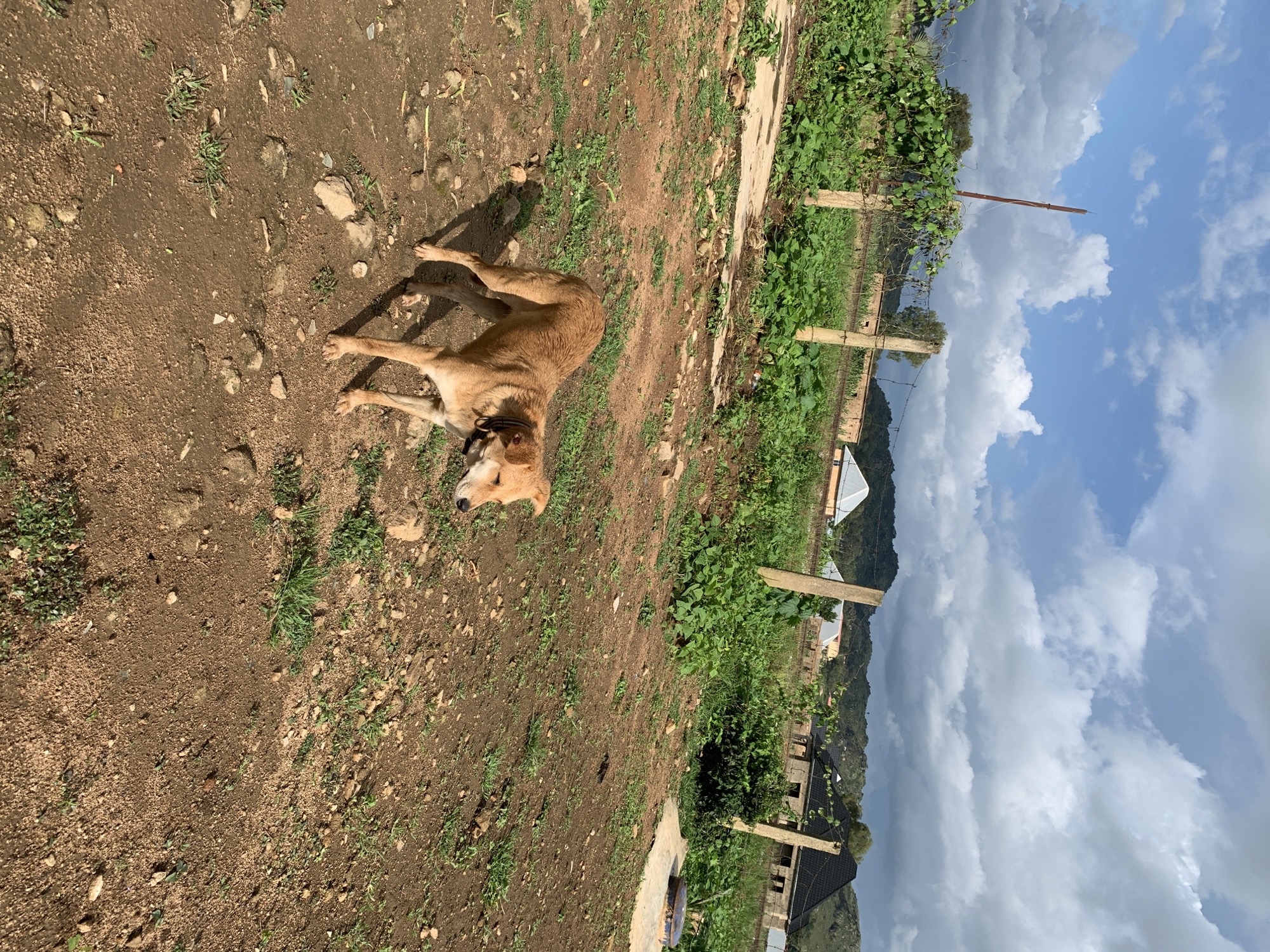 In Kuru Karama, Nigeria, a medium-sized, light brown dog stands on a dirt and gravel ground. The dog faces left, with its head turned slightly towards the viewer, its eyes closed. It is wearing a dark collar. In the background, a wooden fence with barbed wire runs horizontally. Beyond the fence, lush green vegetation grows, and several houses with various roofing styles are visible. The sky above is a mix of blue and dramatic grey clouds. The terrain is uneven, with scattered rocks and patches of sparse grass.