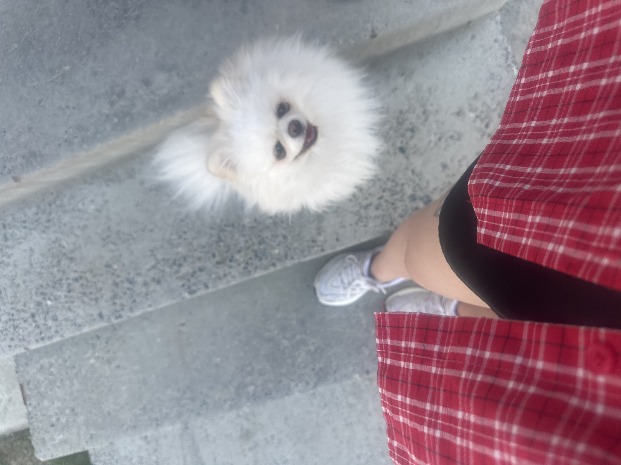 The image depicts a high-angle, downward-facing view of a person standing on grey concrete steps, with a small white fluffy dog positioned in front and below them. The person's lower torso and legs are visible in the bottom portion of the frame, wearing a red and white plaid button-up shirt, black shorts, and white athletic shoes on their left foot. The dog, a white Pomeranian with dark eyes and nose, is looking directly up towards the camera with its mouth slightly open, appearing to smile. The concrete surface beneath both the person and the dog is textured and grey, consistent with outdoor steps or a paved area. No other individuals or distinguishing features of the location in Unknown, Unknown are visible.