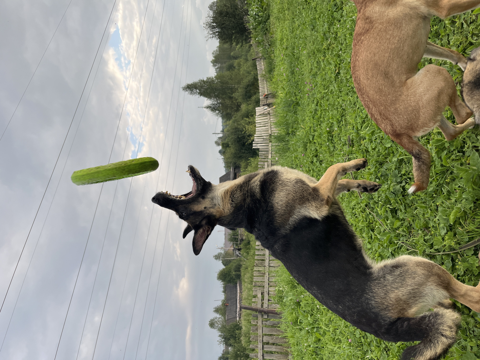 A German Shepherd dog is jumping to catch a cucumber in mid-air in a rural backyard setting. The dog is black and tan, with its mouth open and tongue extended. The cucumber is green and appears to be whole. In the background, there is a wooden fence, trees, and houses, suggesting a village or rural area. The sky is cloudy. Another dog, a lighter brown color, is visible in the foreground, facing away from the camera. The image appears to be taken in Nizhny Tagil, Russia, a city known for its industrial history and surrounding natural landscapes.
