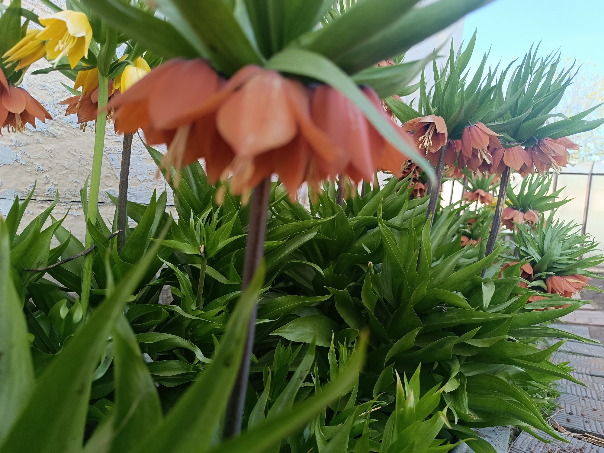 The image captures a close-up of several Crown Imperial flowers (Fritillaria imperialis) in a garden setting. The flowers are a mix of orange and yellow hues, with prominent green foliage surrounding them. The background includes a light blue sky, a building with weathered paint, and a section of paved walkway with geometric patterns. The photo was taken in the city of Chaikovsky, Russia.