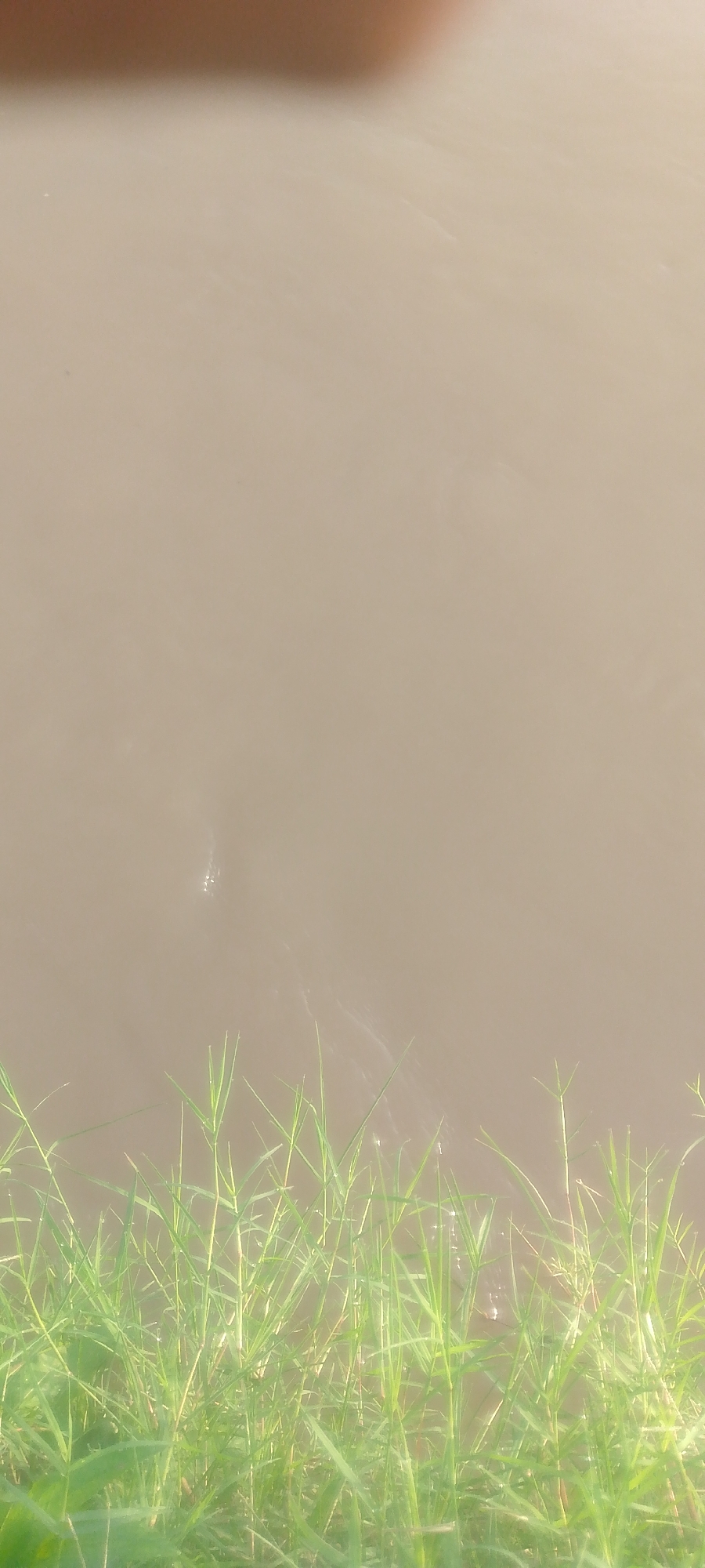 The image shows a murky body of water, possibly a river or pond, with green grass growing along the edge. A faint, pale shape, possibly a small fish or an object, is visible beneath the water's surface. The water has a smooth, unmoving appearance, and the lighting suggests it is daytime. The overall scene is natural and serene, with no signs of human activity or urban elements. The location in Jalingo, Nigeria, is not discernible from the image itself, as it depicts a generic natural landscape.