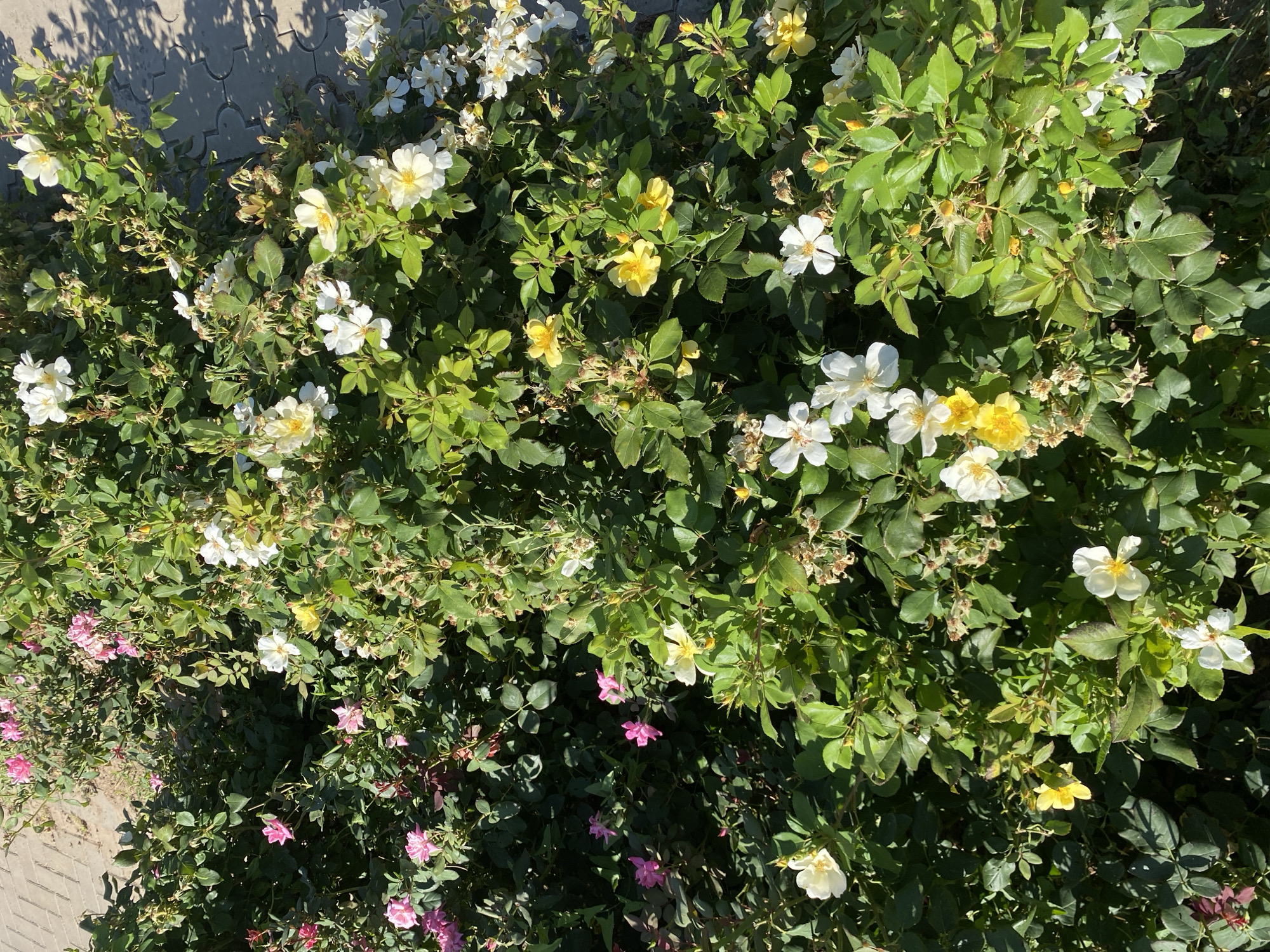 The image shows a dense bush with numerous roses in various stages of bloom. The roses are primarily white and yellow, with some pink ones visible on the left side of the frame. The bush is well-lit by sunlight, casting shadows on the cobblestone pathway in the upper right portion of the image. The setting appears to be an outdoor urban environment, likely a garden or public space in the city of Oral, Kazakhstan, given the context provided. No people are present in the image.