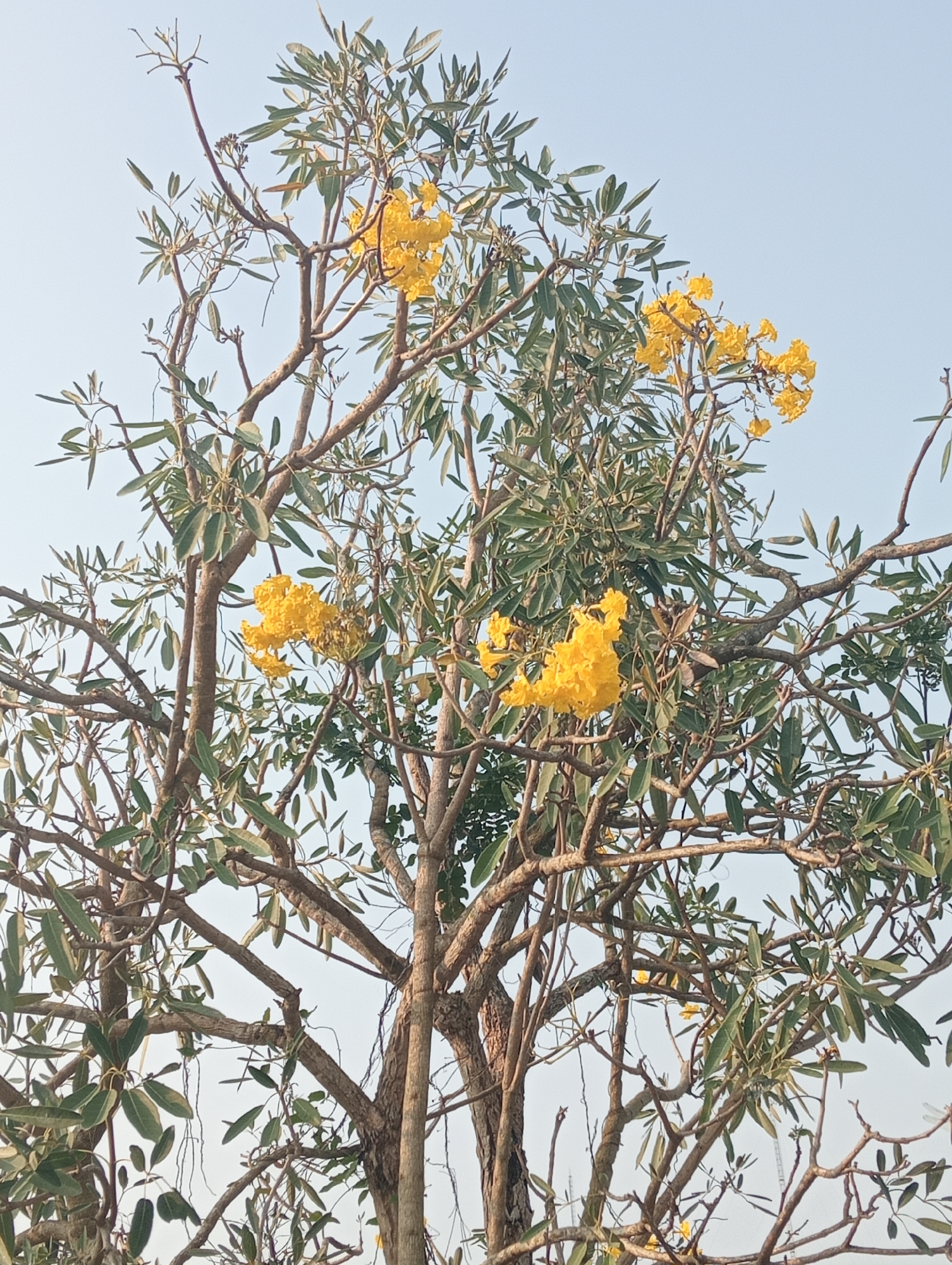 This is a close-up, low-angle shot of a tree with yellow flowers and green leaves, set against a pale blue sky. The tree has a rough, brown bark and numerous branches, some bare and some covered in foliage. Clusters of bright yellow, trumpet-shaped flowers are visible on several branches, some appearing more dense than others. The leaves are elongated and a muted green color. The image appears to have been taken outdoors during the daytime, with the sky serving as the backdrop. The image is likely from Sidoharjo, Indonesia, given the context provided.