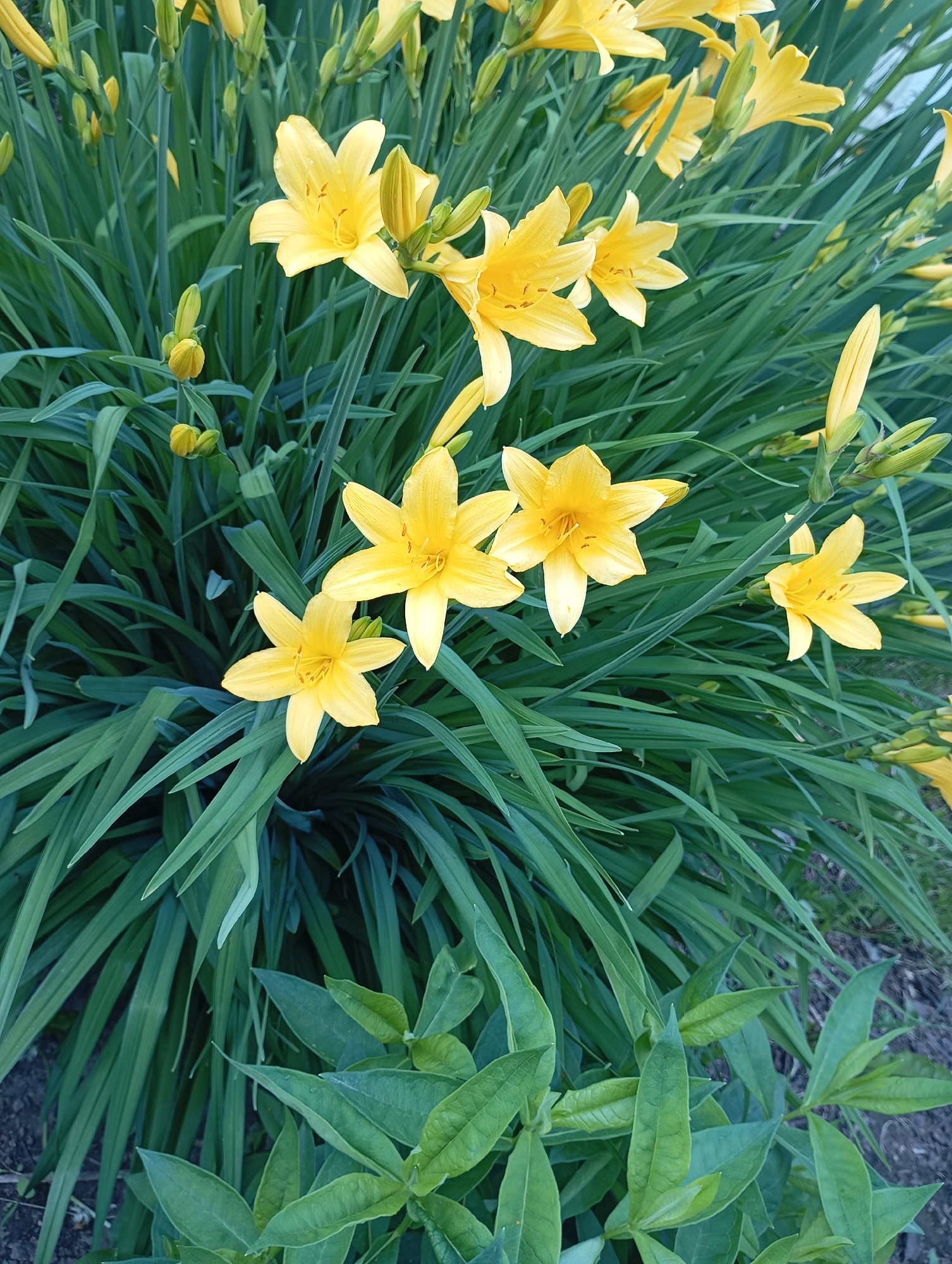 The image depicts a cluster of yellow daylilies in full bloom, interspersed with long, thin green leaves. Some buds are present, suggesting ongoing flowering. Below the daylilies are broad, green leaves of a different plant. The location is likely a garden or public green space within the city of Фоки, Russia.