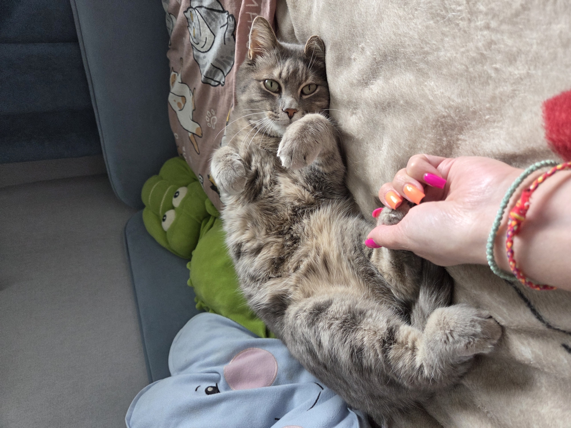 A grey tabby cat lies on its back on a beige, fluffy blanket, with its paws curled up. The cat's green eyes are open, and it appears to be looking towards the viewer. A human hand with bright pink and orange nail polish is reaching out and touching the cat's paw. To the left of the cat is a light blue plush toy resembling an elephant with a pink circle on its face. Behind the cat, a green plush toy resembling a frog with its eyes wide open is visible. Further back, a pink blanket with a pattern of cartoon cats is also present. The background appears to be a light blue sofa. The overall scene suggests a comfortable domestic setting, possibly a bedroom or living room. There is no indication of the location being Birobidzhan, Russia.