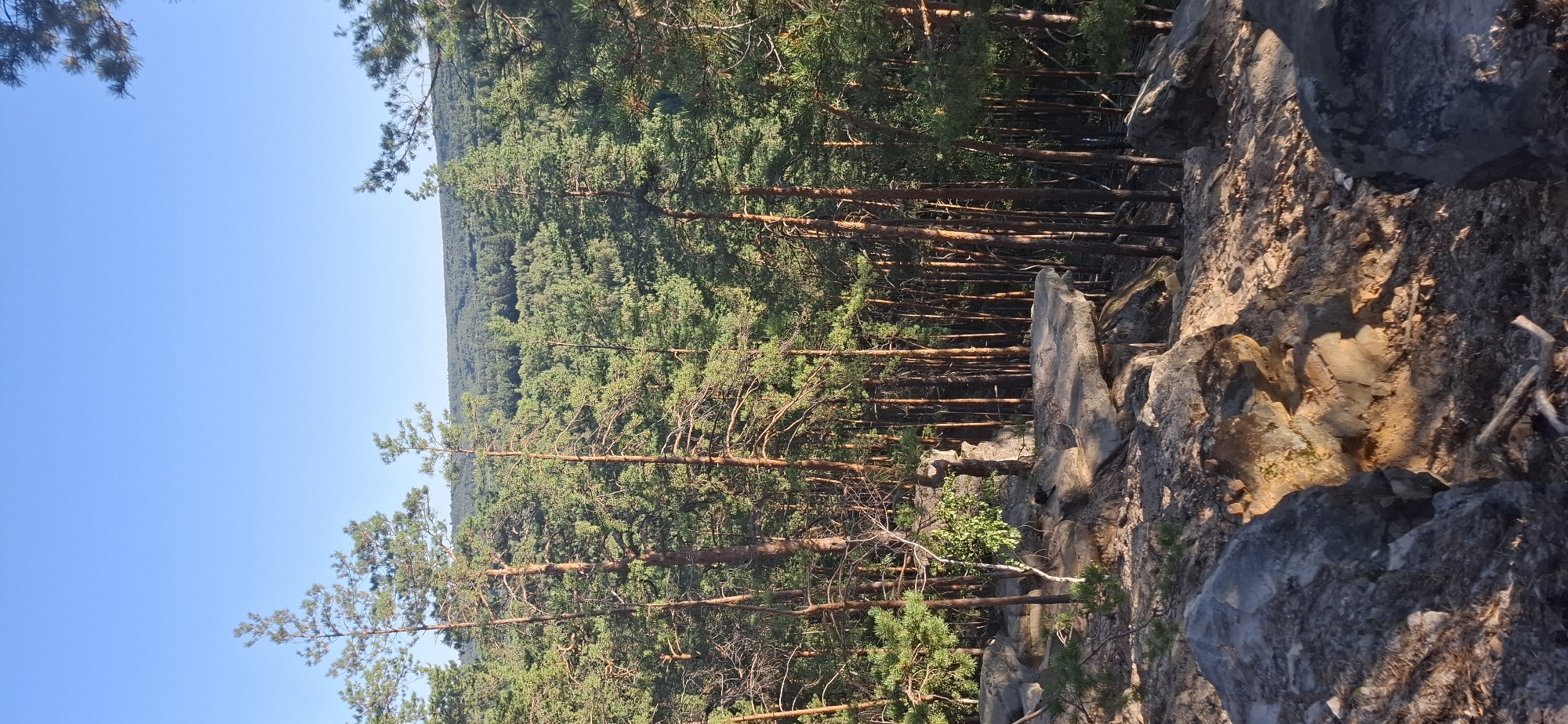 A vertical, eye-level, full shot captures a serene forest landscape on a clear day, bathed in the warm glow of what appears to be late afternoon sun. The scene is dominated by a dense forest of tall, slender pine trees with their reddish-brown trunks standing out against the verdant green of their needles. The trees are tightly packed, creating a textured wall of foliage that stretches into the distance.
In the foreground, large, rough-hewn grey rocks are scattered across the uneven, sandy ground, some partially covered by dry leaves and pine needles. A prominent, flat, grey rock slab juts out horizontally from a cluster of rocks on the left side of the frame. To the left of this slab, a small, slender white-barked tree with green leaves grows, contrasting with the surrounding pines. Further left, more grey rocks are visible, some with a rough, weathered texture.
The ground slopes downwards into the forest. The light casts long shadows, indicating the low angle of the sun. The sky above is a clear, brilliant blue with no visible clouds. The overall impression is one of natural beauty and tranquility, suggesting a remote, undeveloped area. This image likely depicts a natural, undeveloped area within or near the city of Peredovoi, Russia, given the context provided, showcasing the region's coniferous forest ecosystem. No people or animals are visible in the image.