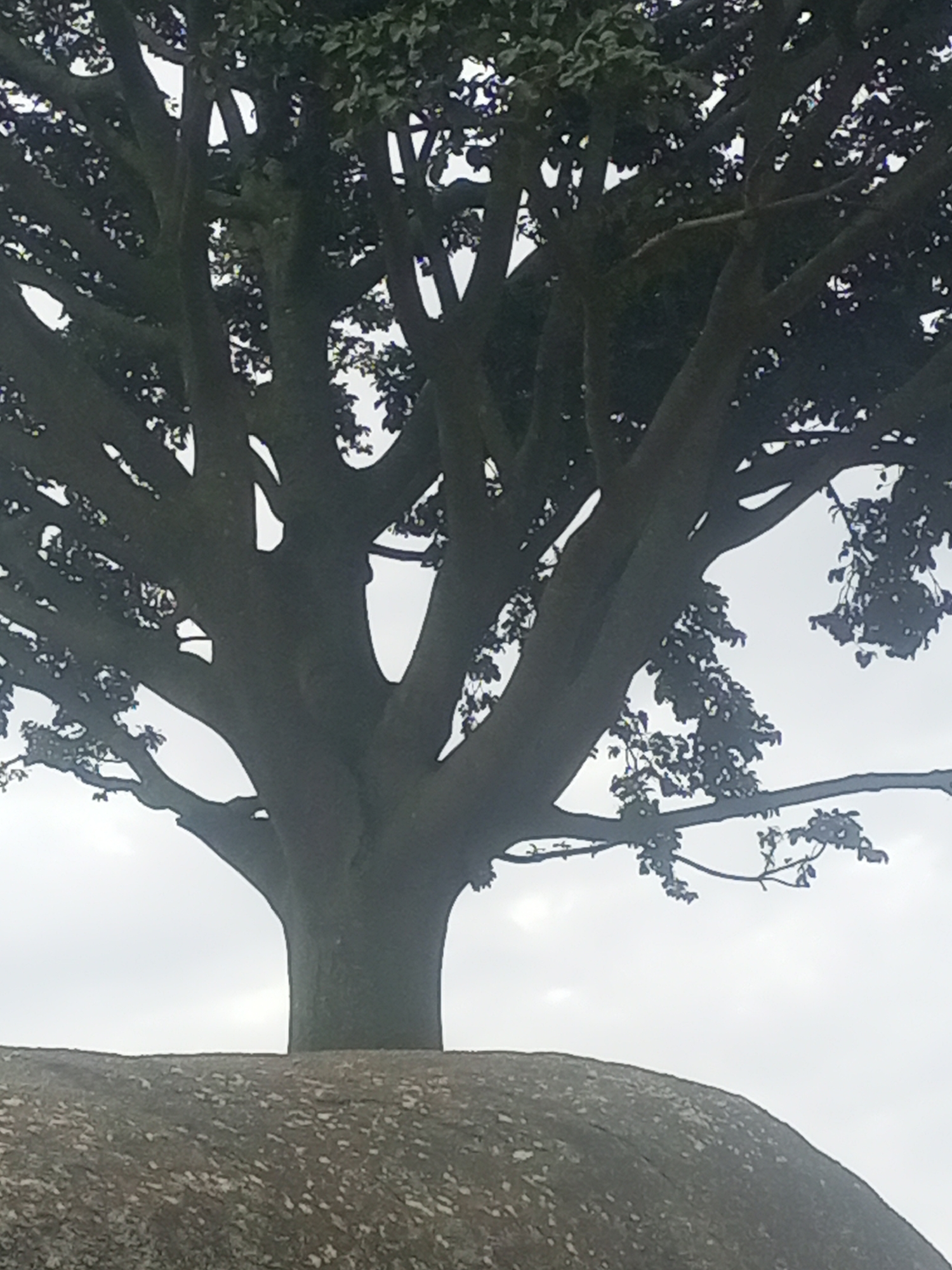 The image depicts a large, mature tree with a thick trunk and extensive branches, silhouetted against a hazy, overcast sky. The tree is situated on top of a large, uneven, boulder-like formation that occupies the foreground. The surface of the rock appears rough and textured with speckled patterns. The tree's dark foliage is dense in some areas and sparse in others, allowing glimpses of the sky through the gaps. The scene is captured from a low angle, emphasizing the scale of the tree and the rocky base. This naturalistic setting, characterized by the prominent tree and rock formation, is consistent with the rugged terrain found in parts of Jos, Nigeria, known for its distinctive rock formations and vegetation.