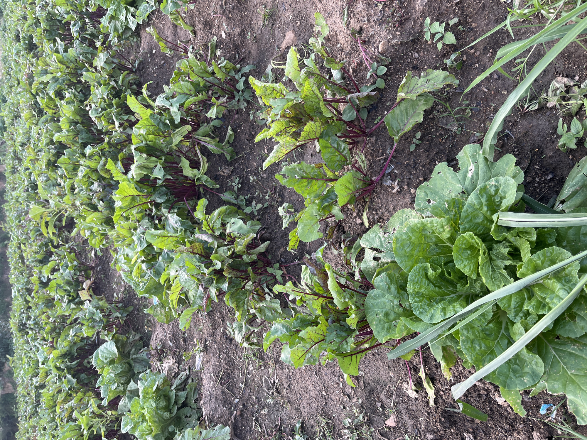 The image shows a close-up, overhead view of a field of beet plants growing in rows. The plants have large, green leaves with prominent red veins and purple stems. The soil appears dry and dusty, with some small weeds scattered between the plants. In the foreground, some blades of tall green grass are visible, partially obscuring a few of the beet plants. The lighting suggests it is daytime, with no strong shadows indicating a particular time. The overall scene is one of agriculture, with the focus on the cultivated crops. There is no visible text in the image.